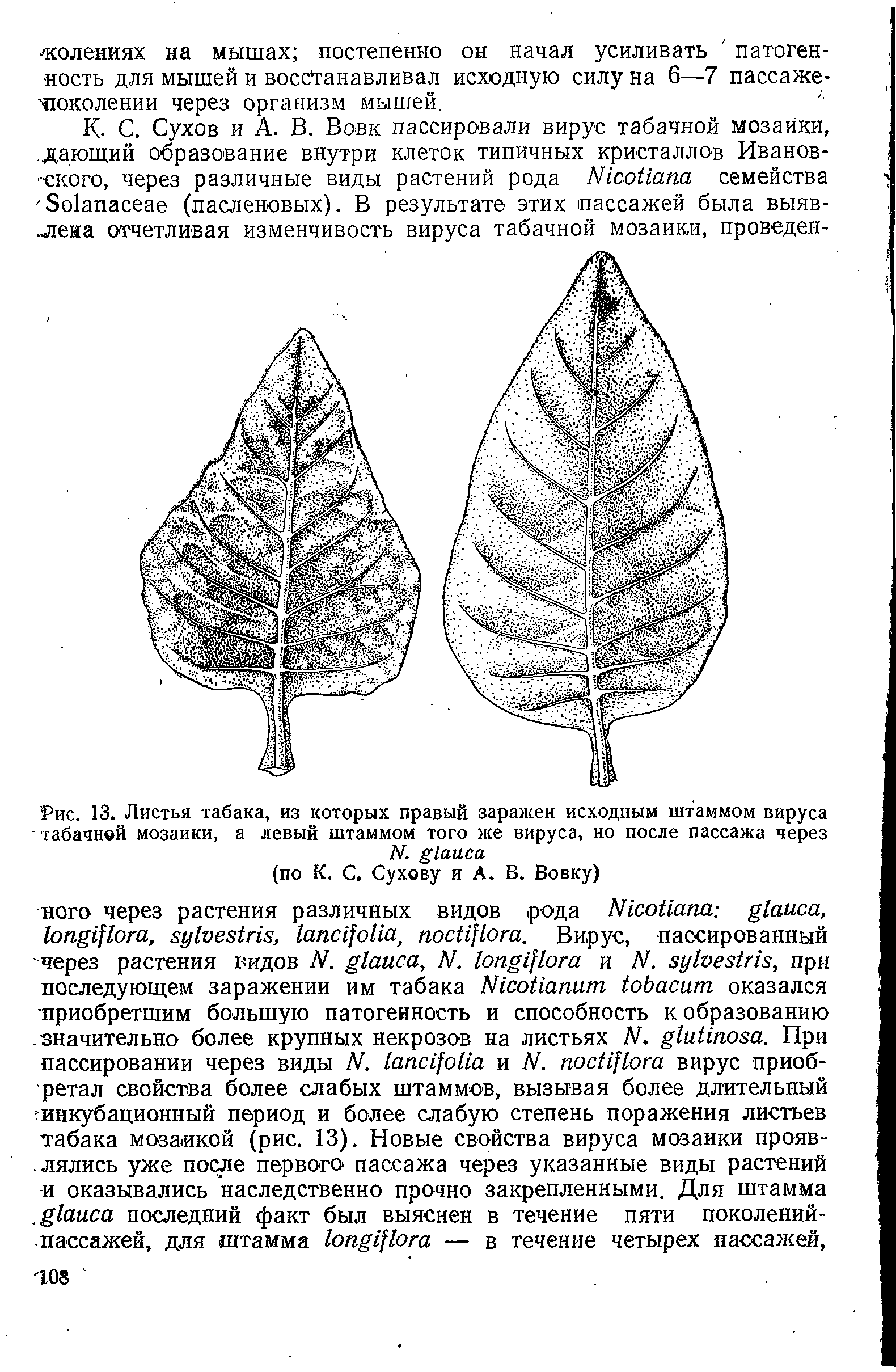 Рис. 13. Листья табака, из которых правый заражен исходным штаммом вируса табачной мозаики, а левый штаммом того же вируса, но после пассажа через N. ...