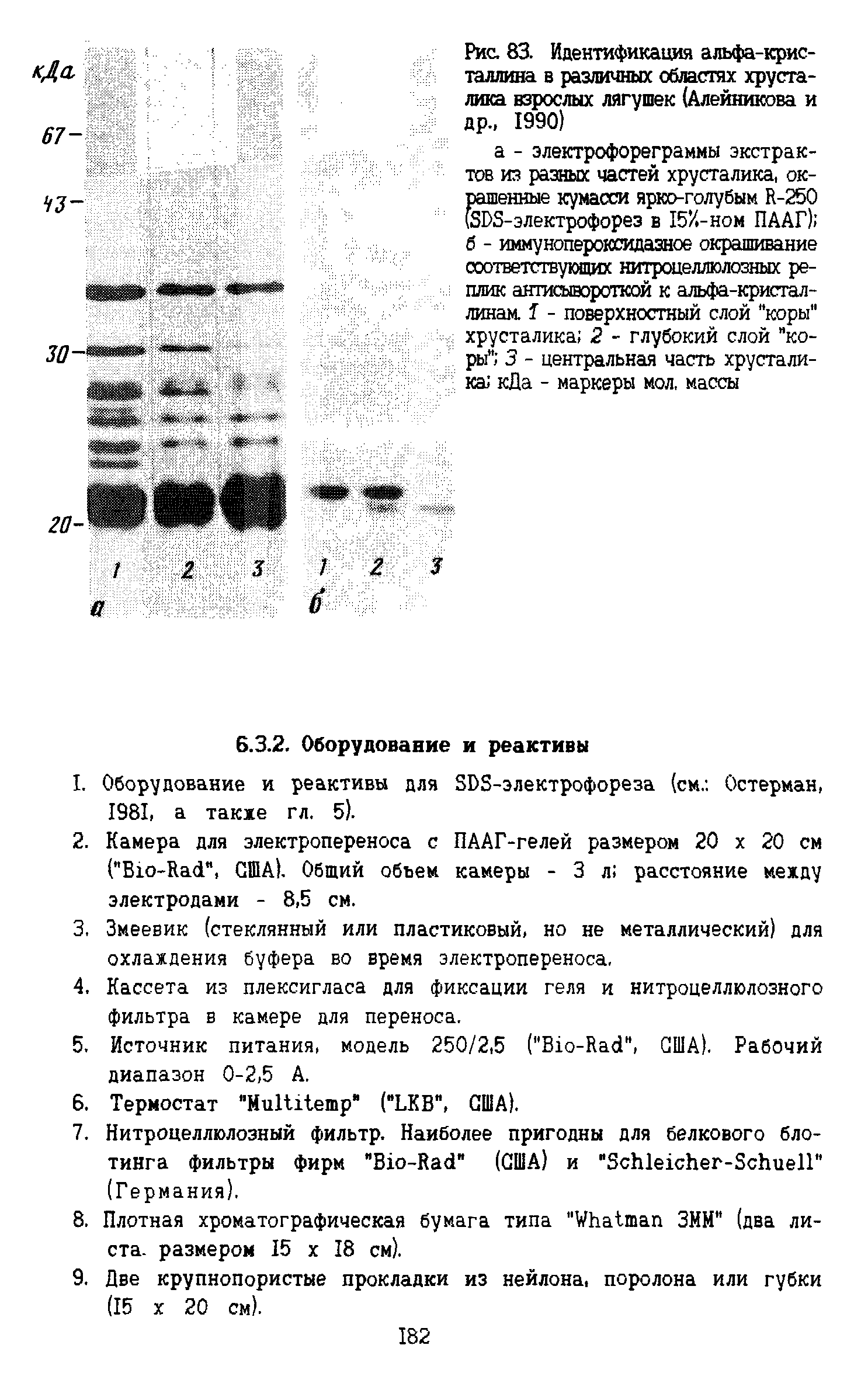 Рис. 83. Идентификация альфа-крис-таллина в различных областях хрусталика взрослых лягушек (Алейникова и др., 1990)...