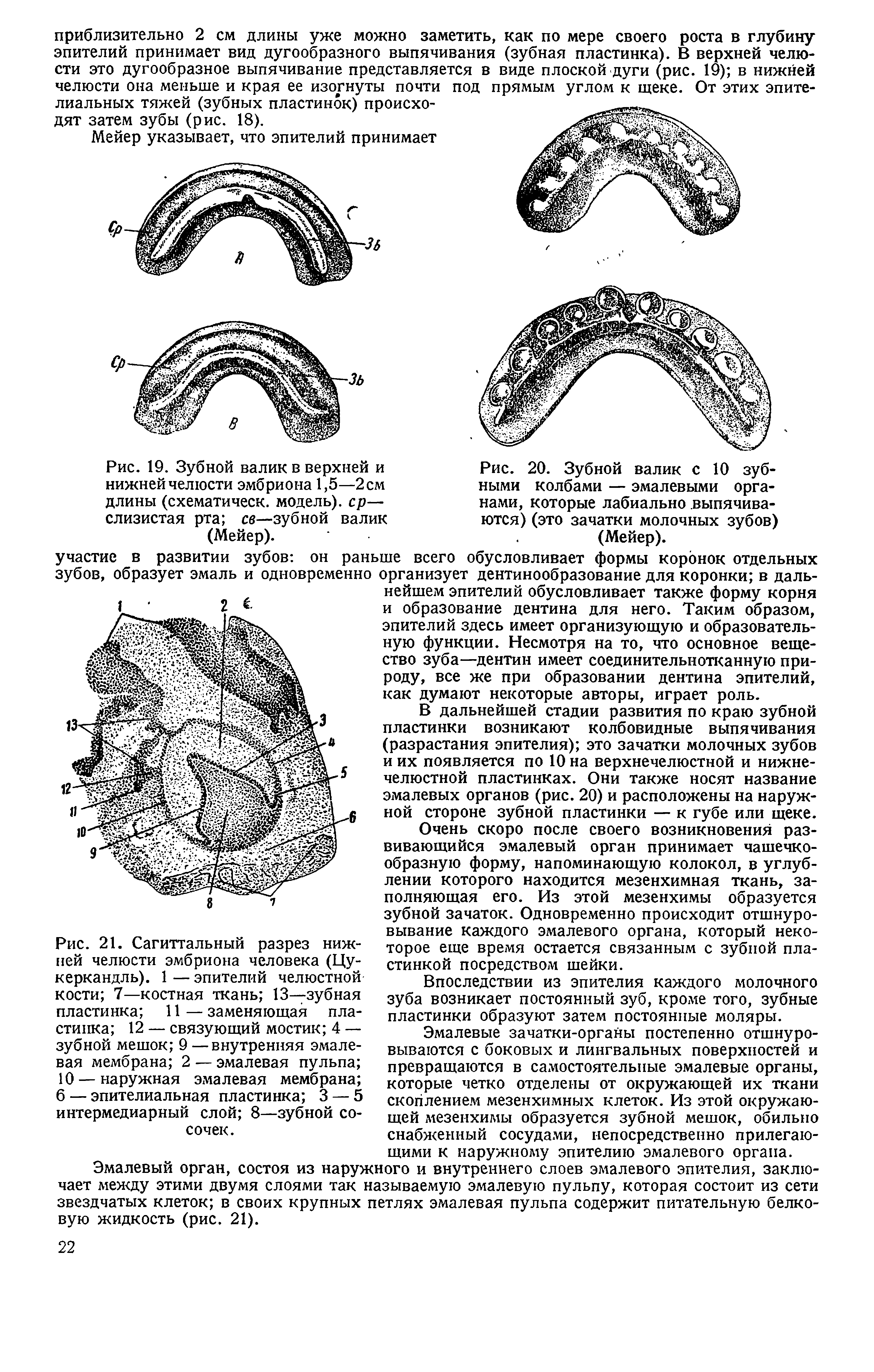 Рис. 21. Сагиттальный разрез нижней челюсти эмбриона человека (Цу-керкандль). 1 — эпителий челюстной кости 7—костная ткань 13—зубная пластинка 11 — заменяющая пластинка 12 — связующий мостик 4 — зубной мешок 9 —внутренняя эмалевая мембрана 2 — эмалевая пульпа 10 — наружная Эхмалевая мембрана б — эпителиальная пластинка 3 — 5 интермедиарный слой 8—зубной сосочек.