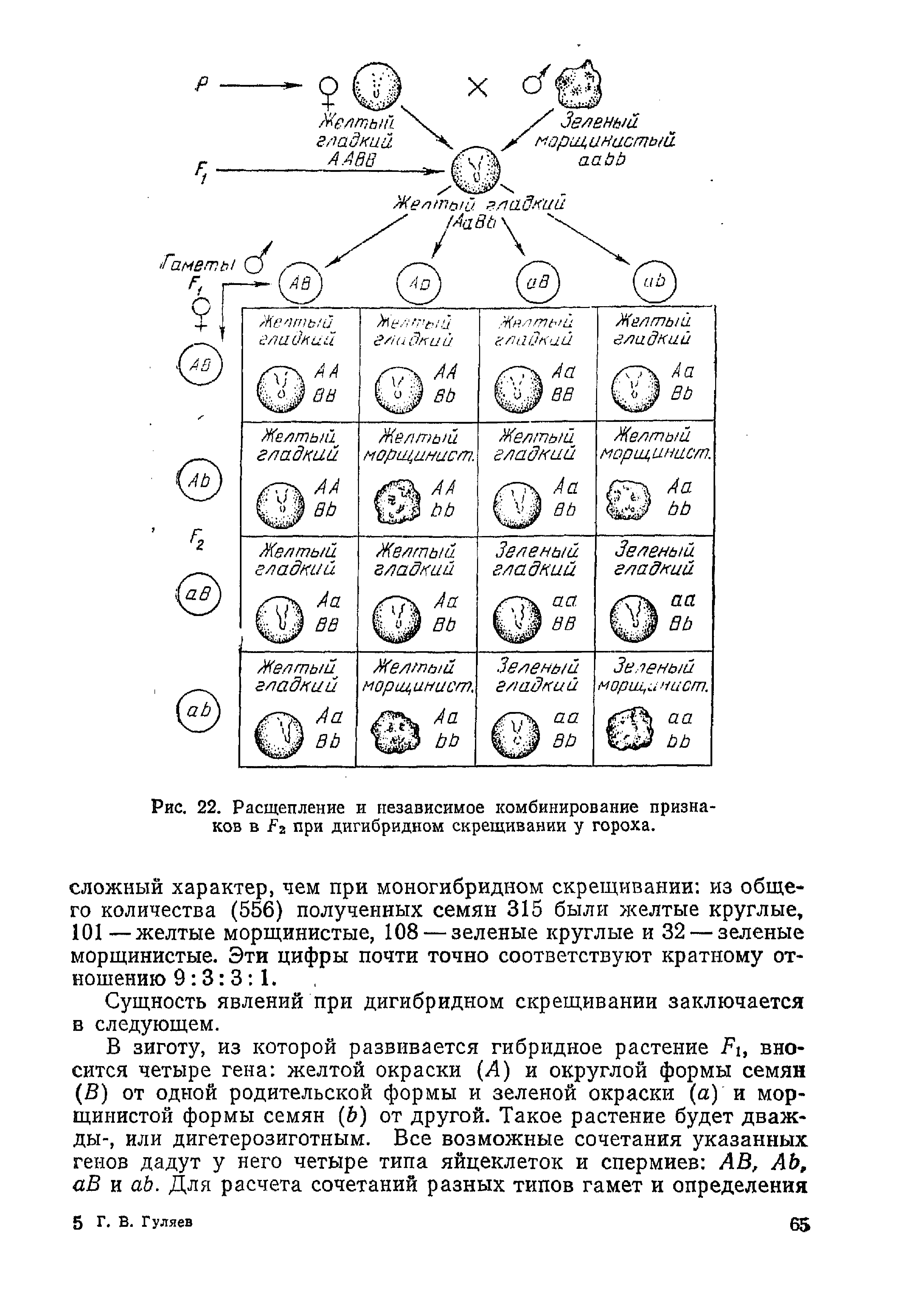 Рис. 22. Расщепление и независимое комбинирование признаков в 2 при диги бри дном скрещивании у гороха.