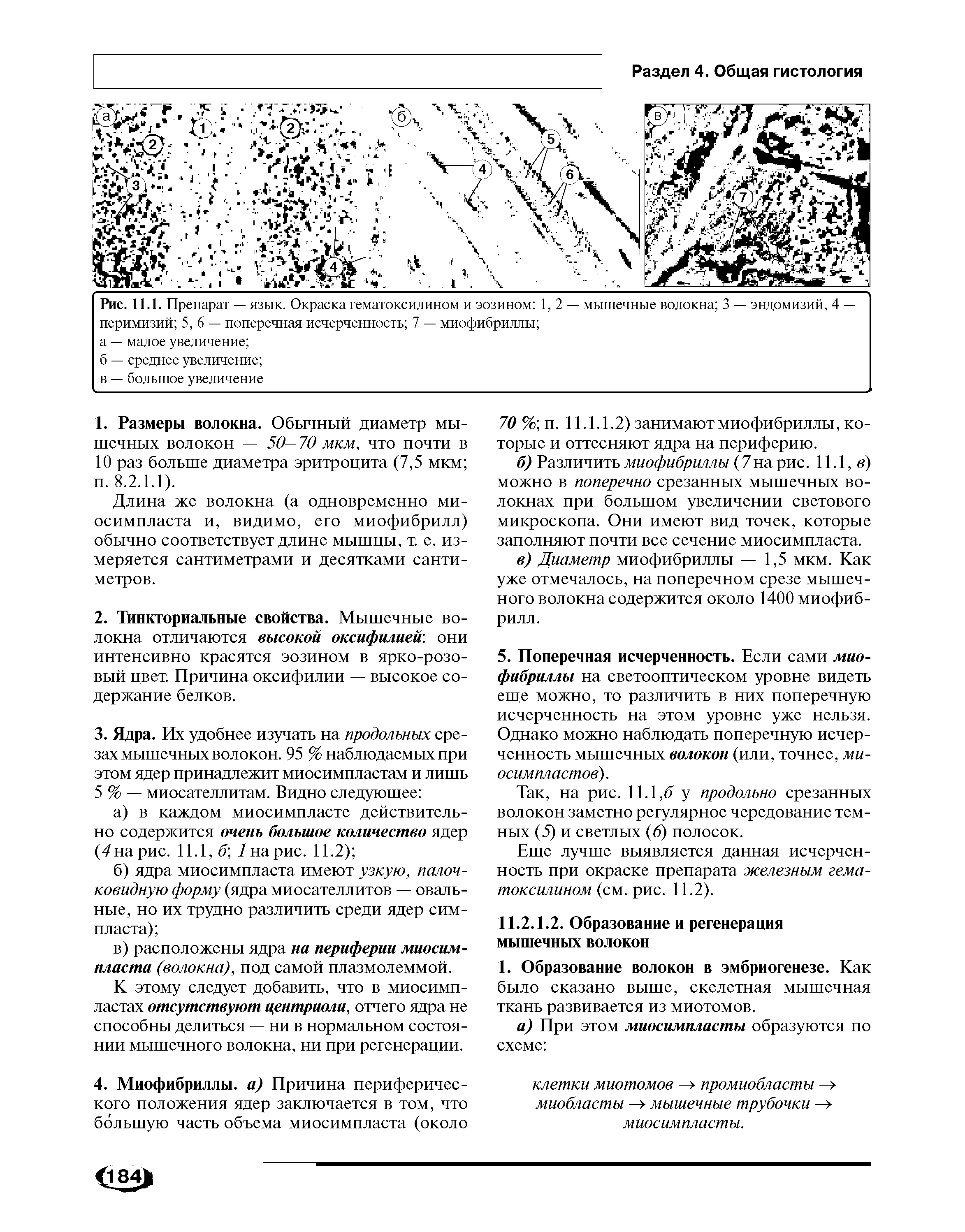 Рис. 11.1. Препарат — язык. Окраска гематоксилином и эозином 1,2 — мышечные волокна 3 — эндомизий, 4 — перимизий 5,6 — поперечная исчерченность 7 — миофибриллы ...