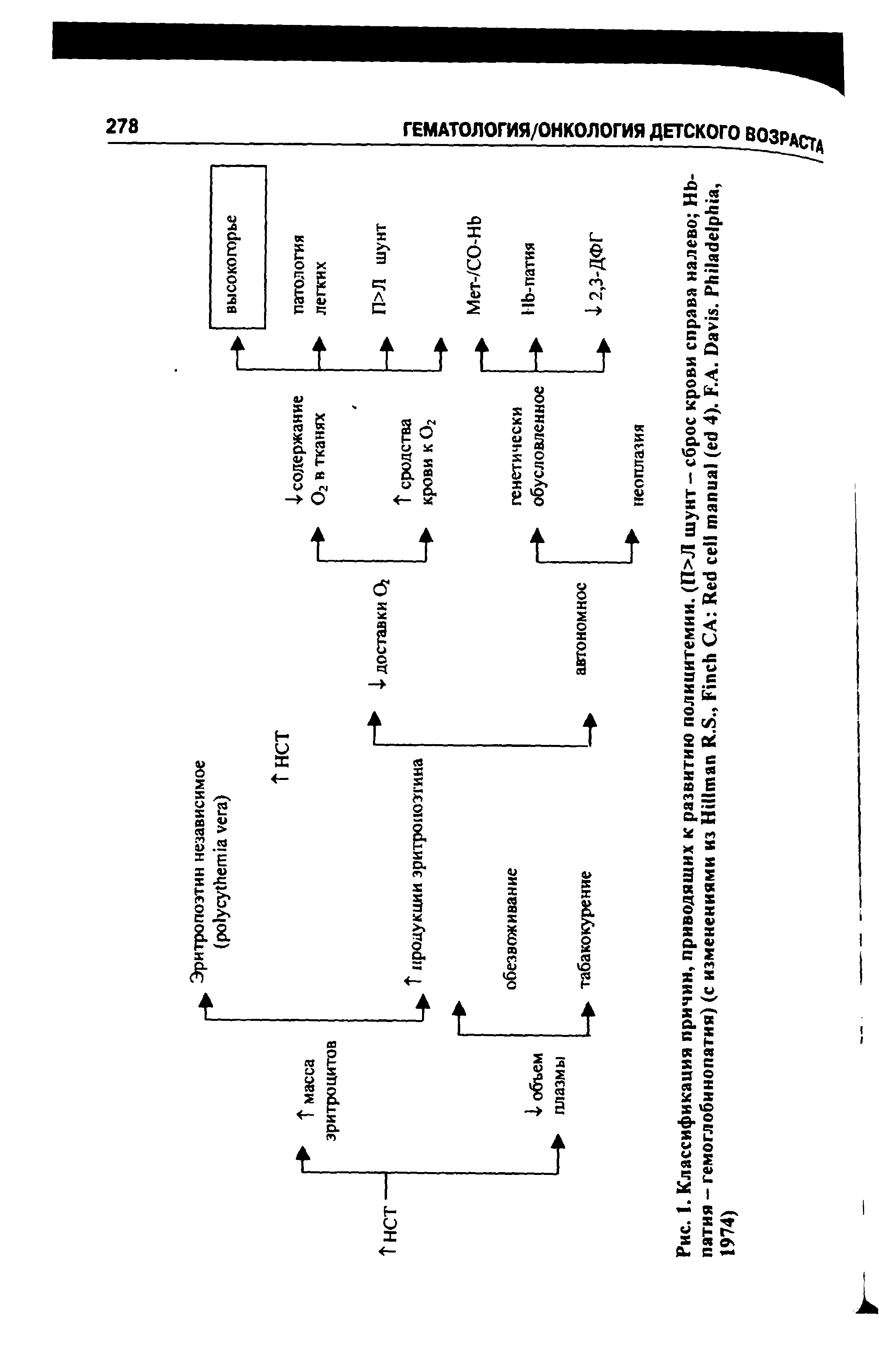 Рис. 1. Классификация причин, приводящих к развитию полицитемии. (П>Л шунт - сброс крови справа налево НЬ-патия - гемоглобинопатия) (с изменениями из H R.S., F СА R ( 4). F.A. D . P ,...
