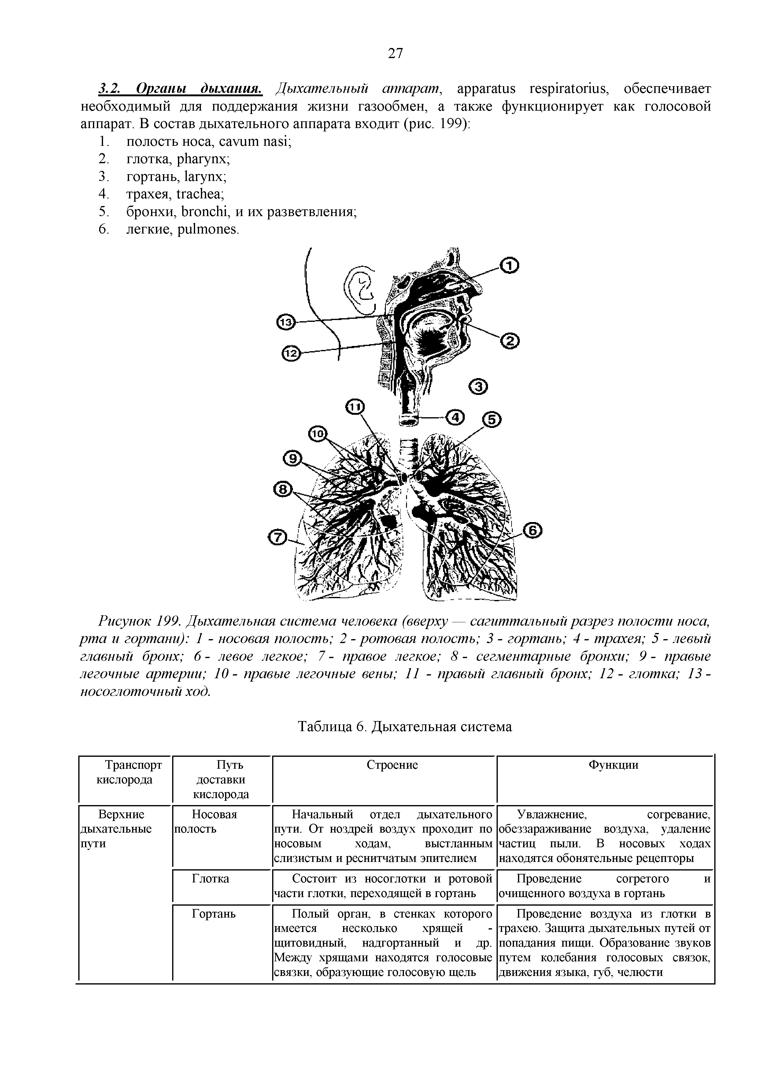 Рисунок 199. Дыхательная система человека (вверху — сагиттальный разрез полости носа, рта и гортани) 1 - носовая полость 2 - ротовая полость 3 - гортань 4 - трахея 5 - левый главный бронх 6 - левое легкое 7 - правое легкое 8 - сегментарные бронхи 9 - правые легочные артерии 10 - правые легочные вены 11 - правый главный бронх 12 - глотка 13 -носоглоточный ход.