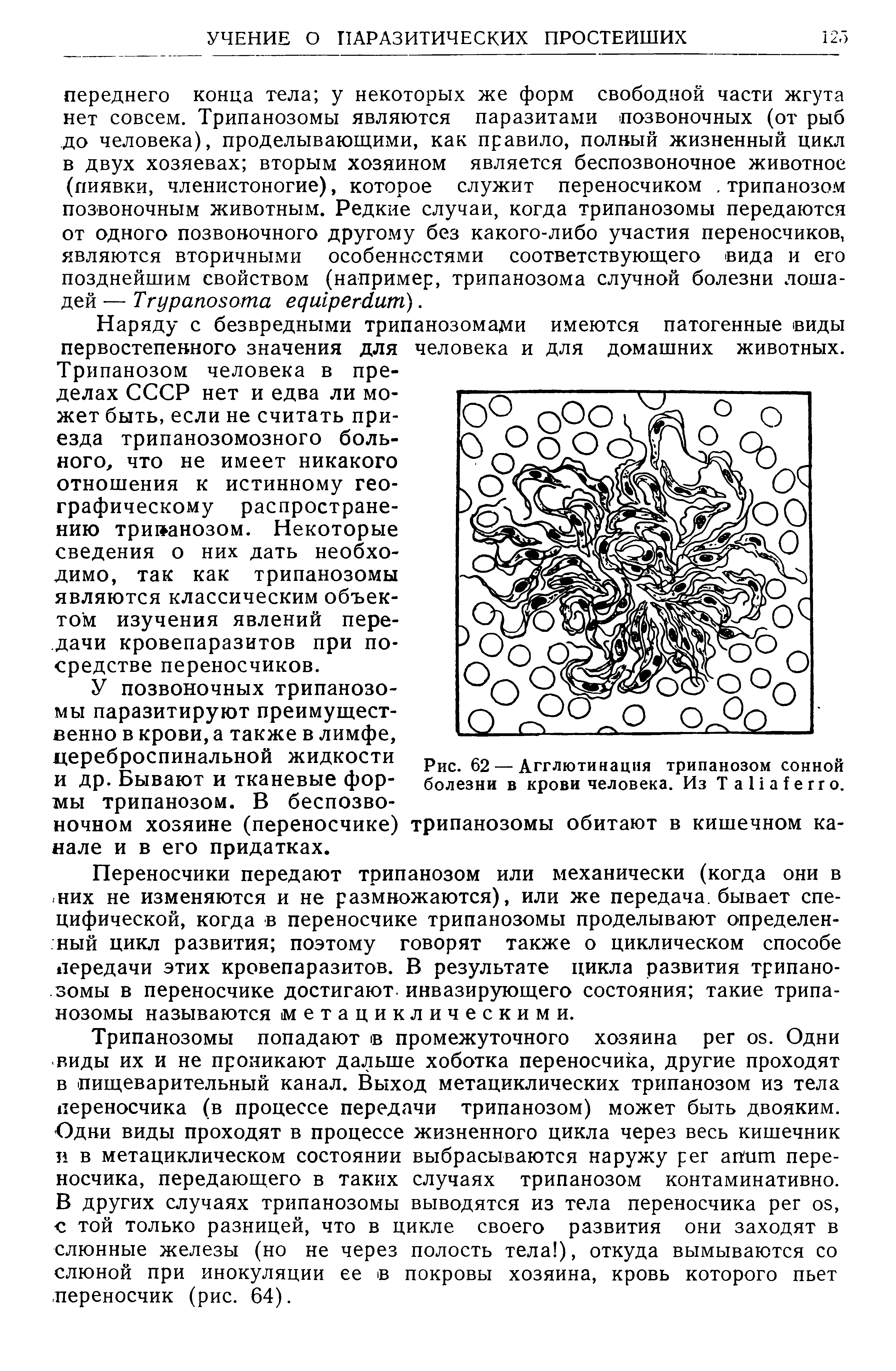 Рис. 62 — Агглютинация трипанозом сонной болезни в крови человека. Из T , трипанозомы обитают в кишечном ка-...