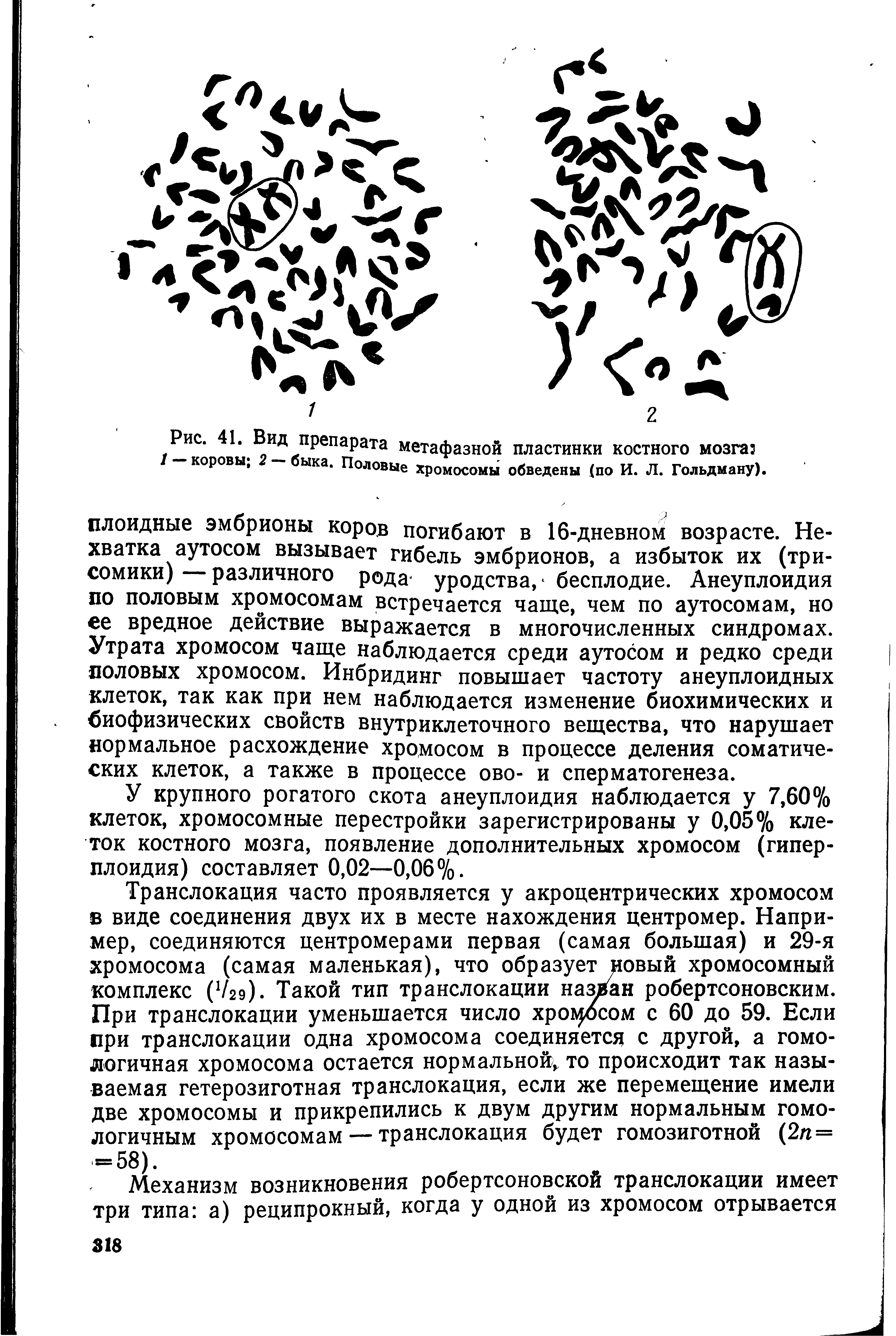 Рис. 41. Вид препарата метафазной пластинки костного мозга коровы, — ыка. Половые хромосомы обведены (по И. Л. Гольдману).