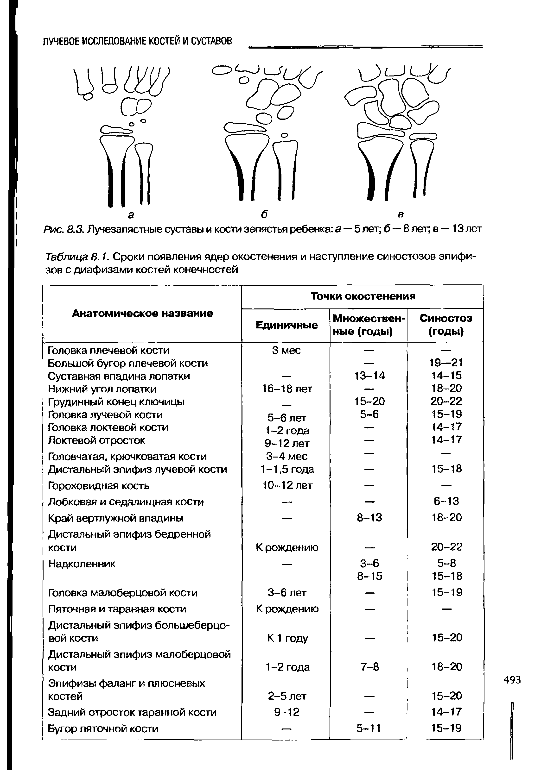 Таблица 8.1. Сроки появления ядер окостенения и наступление синостозов эпифизов с диафизами костей конечностей...