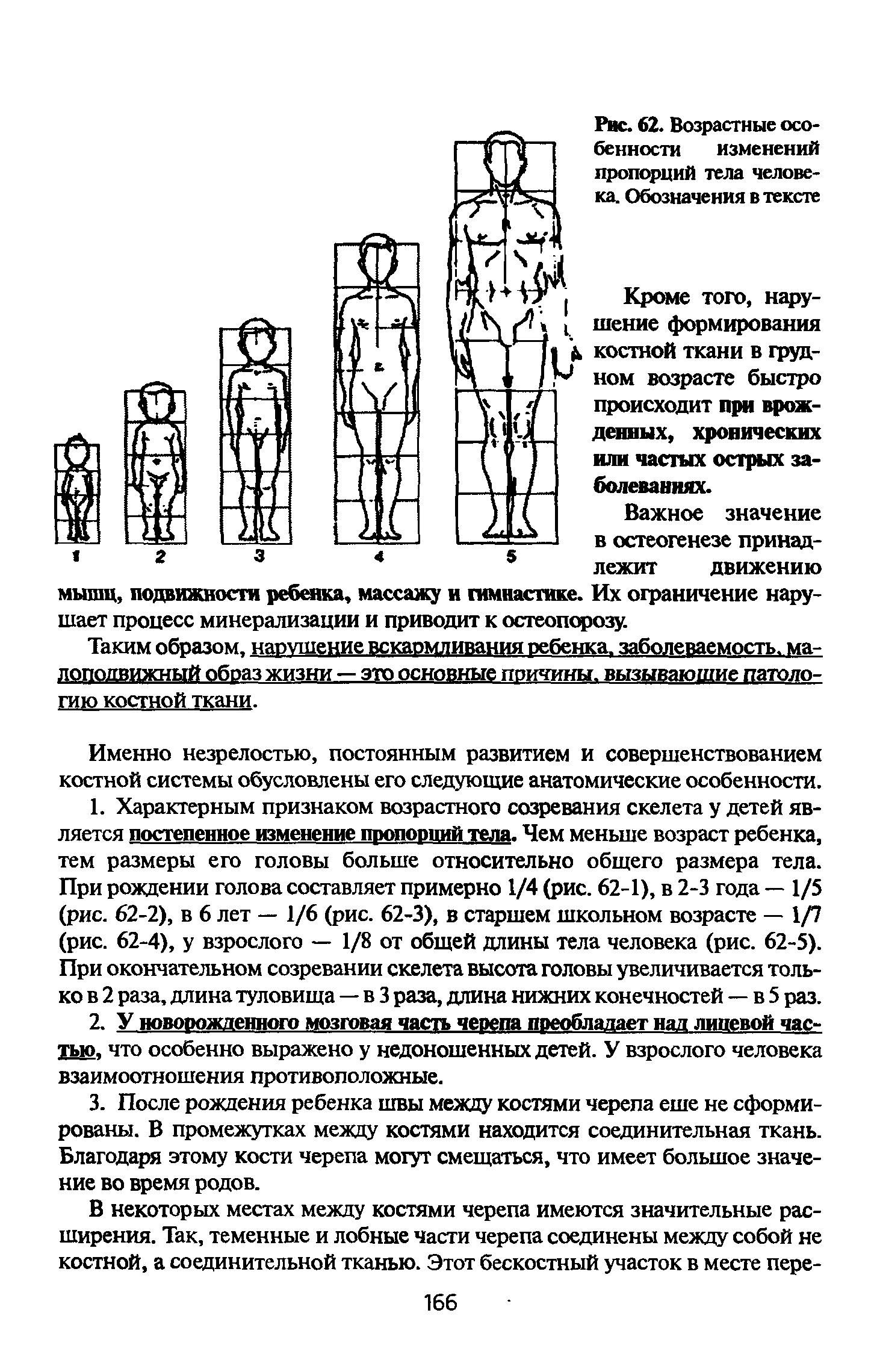 Рис. 62. Возрастные особенности изменений пропорций тела человека. Обозначения в тексте...