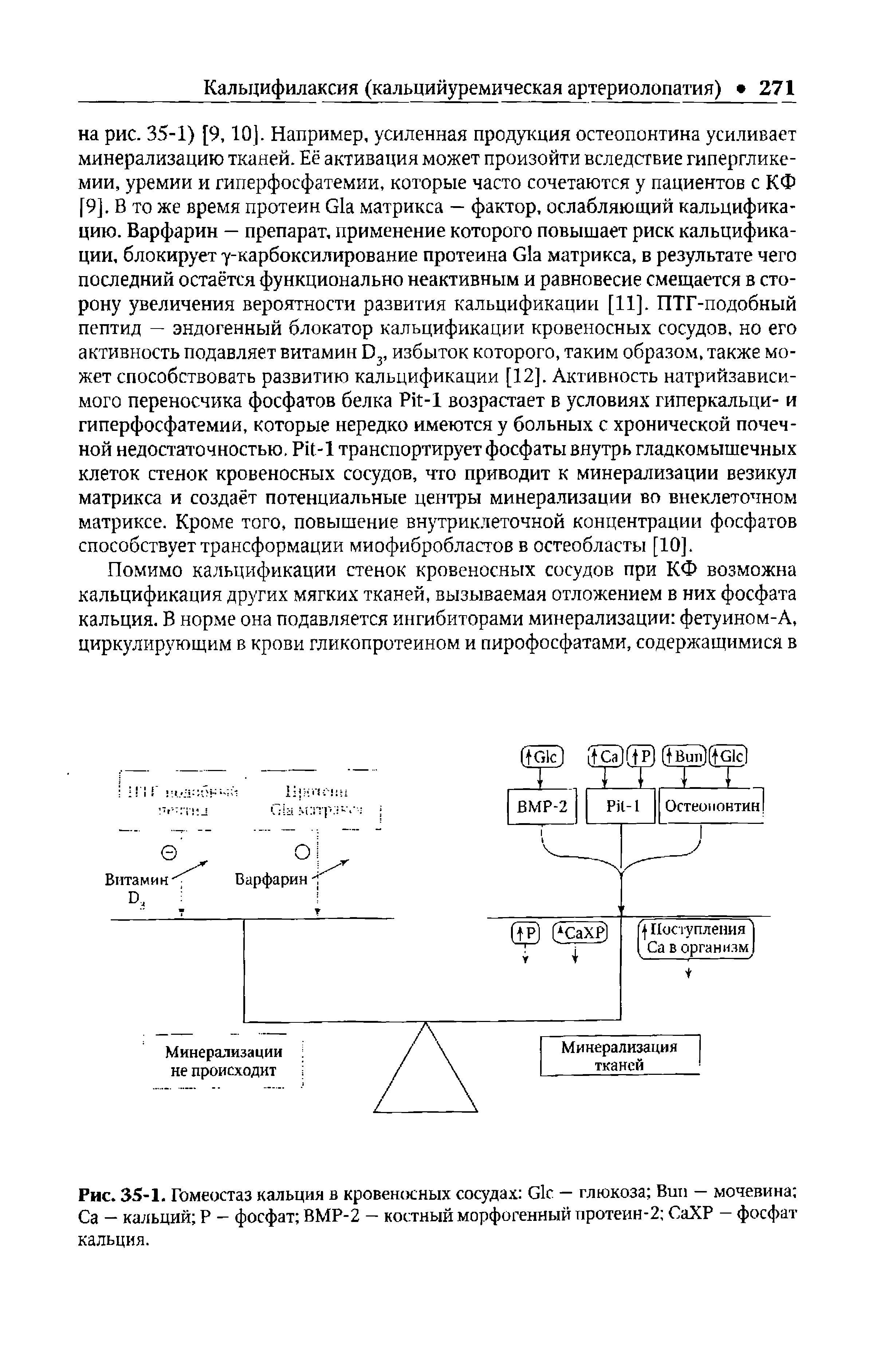 Рис. 35-1. Гомеостаз кальция в кровеносных сосудах С1с — глюкоза Вип — мочевина Са — кальций Р — фосфат ВМР-2 — костный морфогенный протеин-2 СаХР — фосфат кальция.