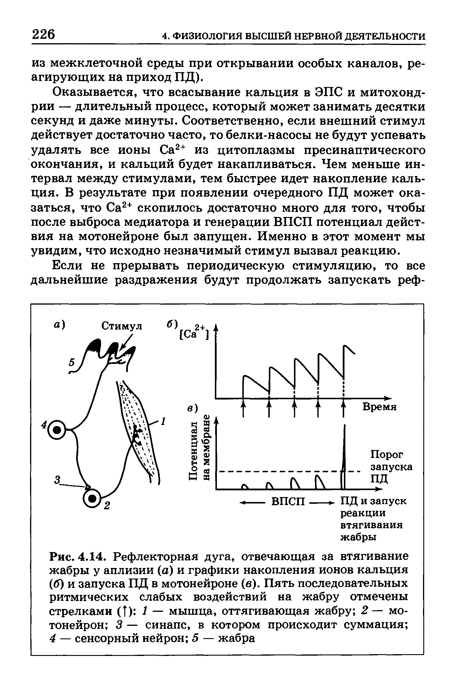 Рис. 4.14. Рефлекторная дуга, отвечающая за втягивание жабры у аплизии (а) и графики накопления ионов кальция (б) и запуска ПД в мотонейроне (в). Пять последовательных ритмических слабых воздействий на жабру отмечены стрелками ( ) 1 — мышца, оттягивающая жабру 2— мотонейрон 3 — синапс, в котором происходит суммация 4 — сенсорный нейрон 5 — жабра...