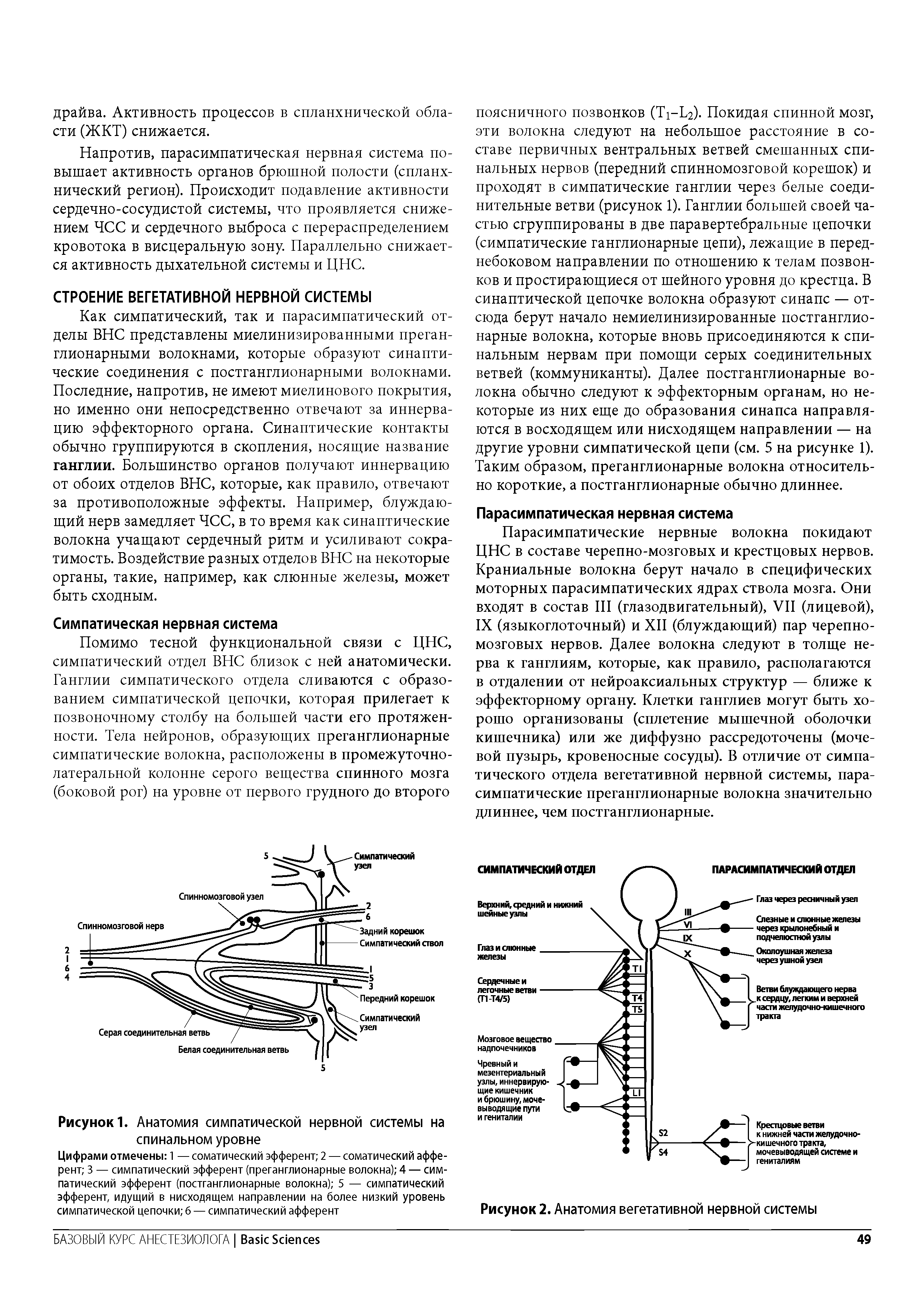 Рисунок 1. Анатомия симпатической нервной системы на спинальном уровне...