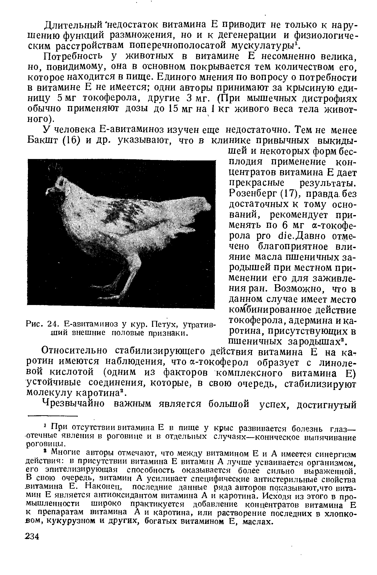 Рис. 24. Е-авитаминоз у кур. Петух, утратив- коферола, адермина и ка-ший внешние половые признаки. ротина, присутствующих В...