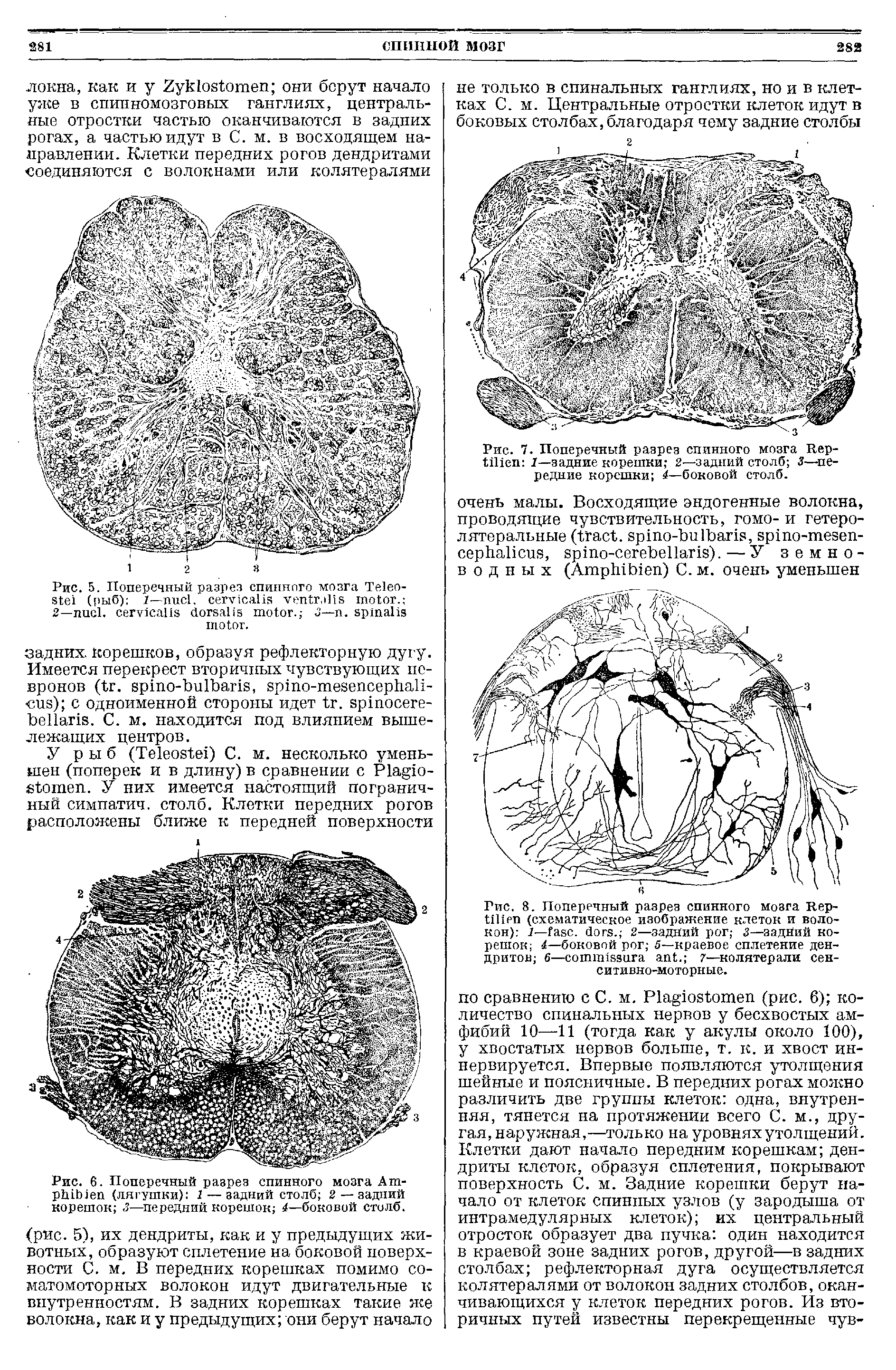 Рис. 6. Поперечный разрез спинного мозга Ат-рЫЫеп (лягушки) 1 — задний столб 2— задний корешок 3—передний корешок 4—боковой столб.