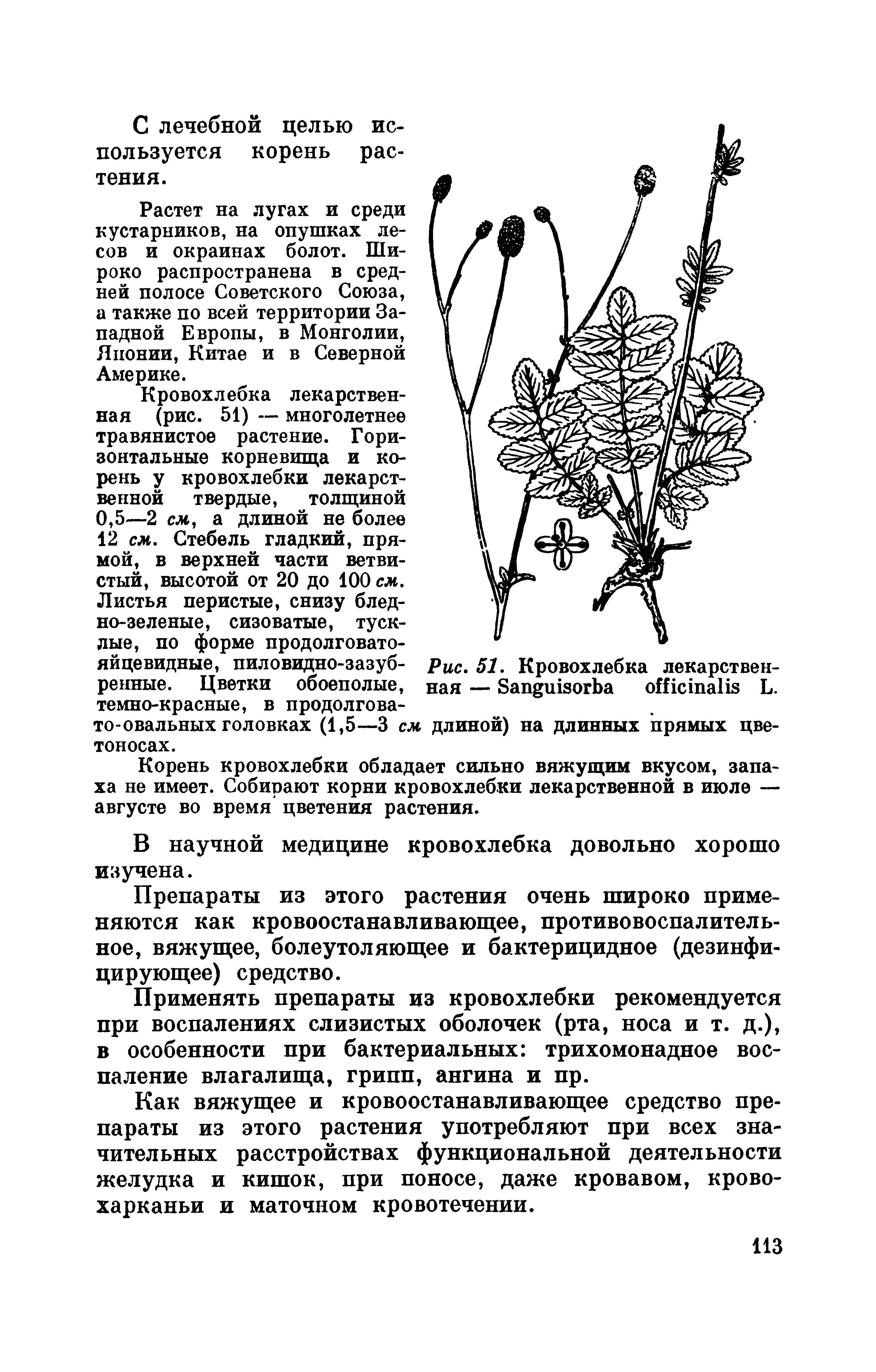 Рис. 51. Кровохлебка лекарственная — S L. длиной) на длинных прямых цве-...