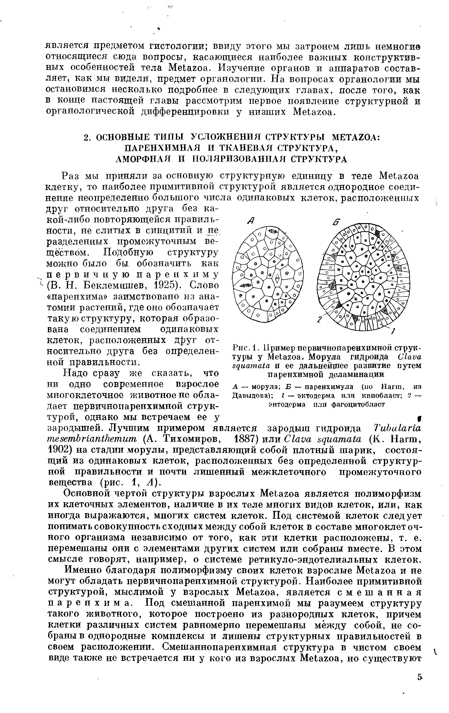 Рис. 1. Пример первичнопаренхимной структуры у M . Морула гидроида C и ее дальнейшее развитие путем паренхимной деламинации...