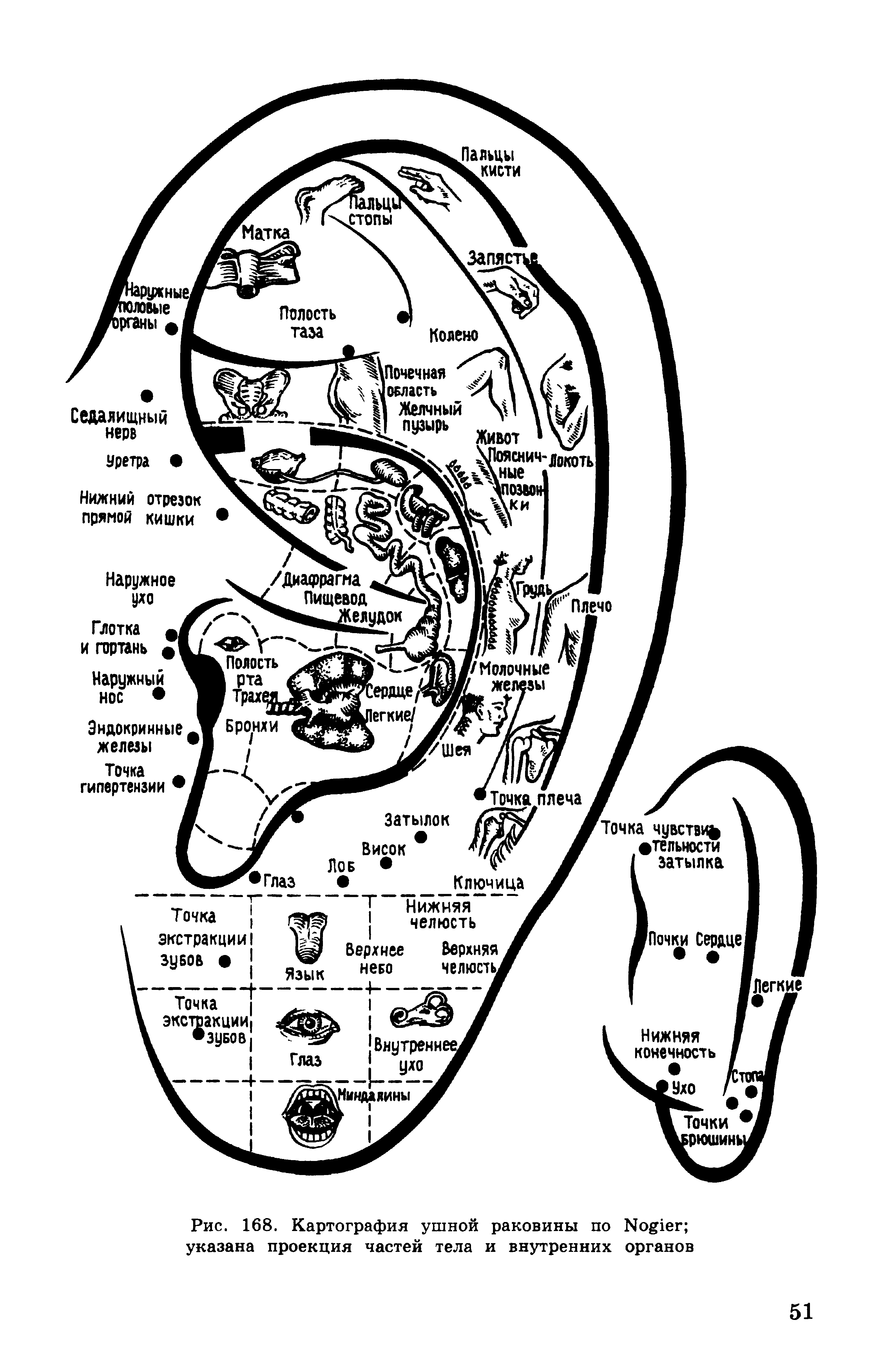 Рис. 168. Картография ушной раковины по Мо 1ег указана проекция частей тела и внутренних органов...