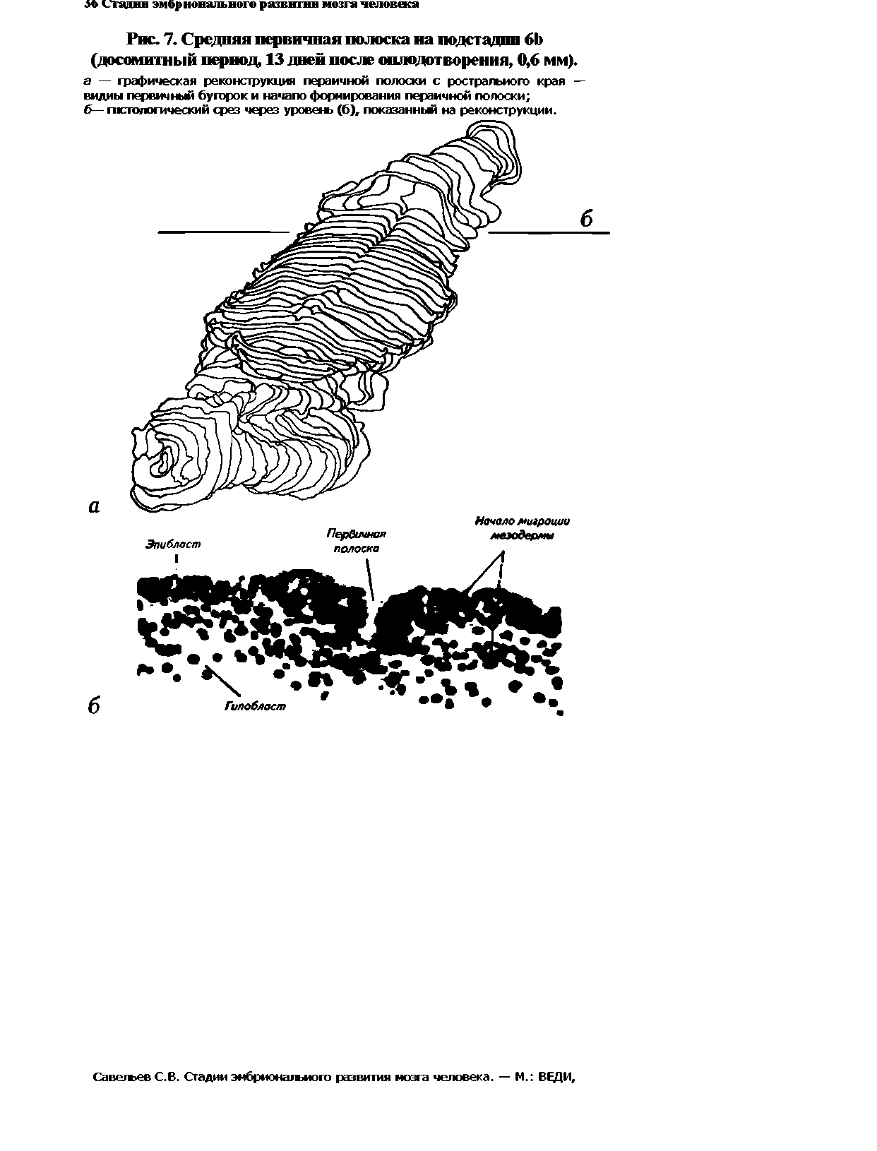 Рис. 7. Средняя первичная полоска на подстаднп 6Ь (досомитный период, 13 дней после оплодотворения, 0,6 мм). а — графическая реконструкция пераичной полоски с рострального края — видим первичный бугорок и начало формирования пераичной полоски ...