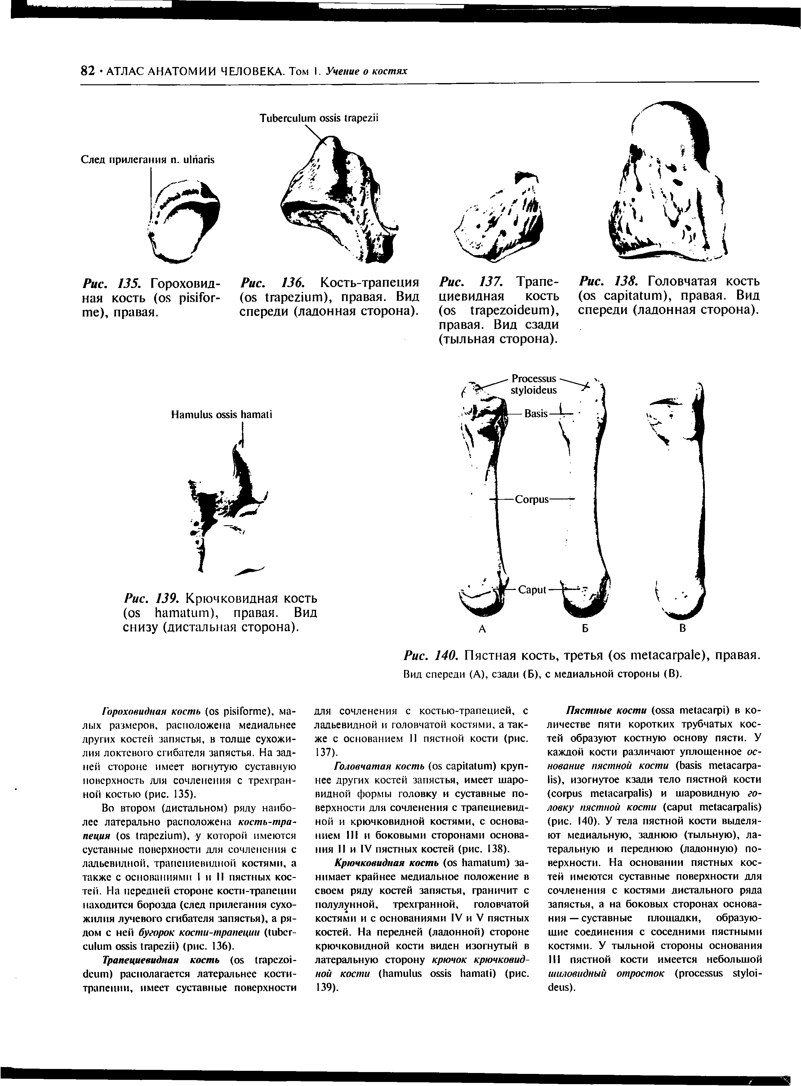 Рис. 136. Кость-трапеция ( ), правая. Вид спереди (ладонная сторона).