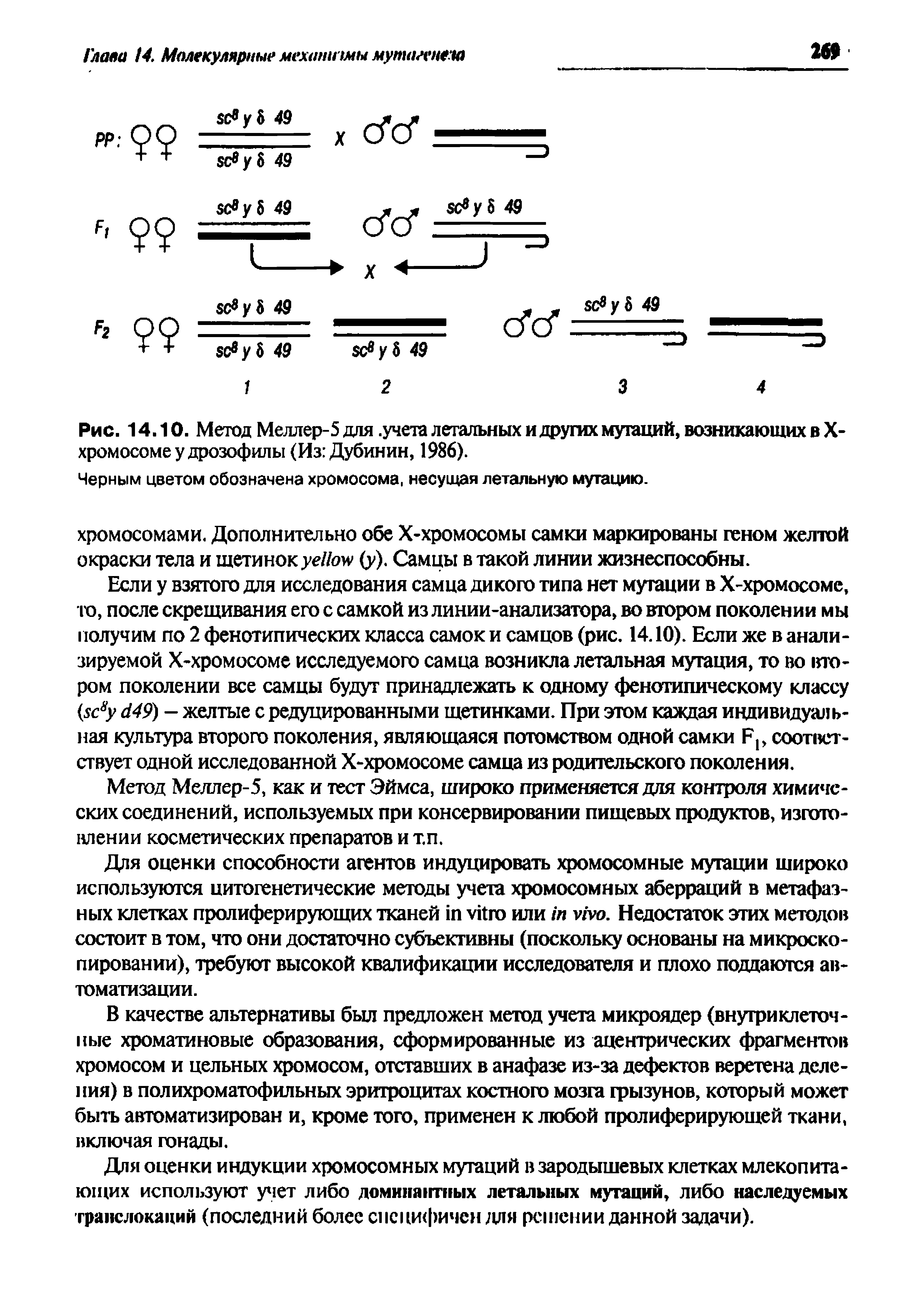 Рис. 14.10. Метод Меллер-5 для. учета летальных и других мутаций, возникающих в X-хромосоме у дрозофилы (Из Дубинин, 1986).