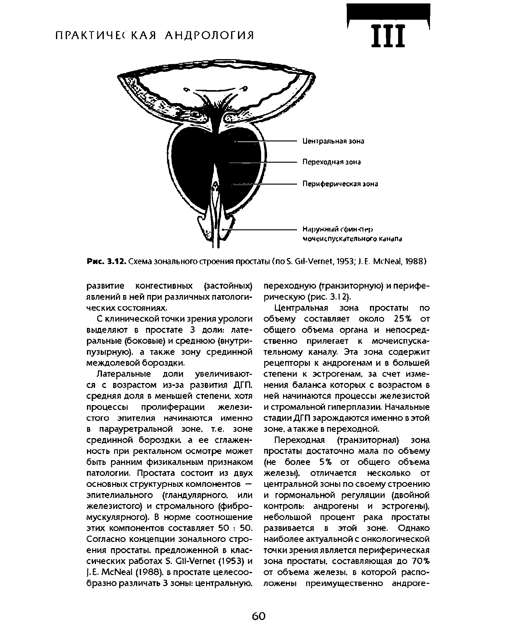 Рис. 3.12. Схема зонального строения простаты ( S. G -V , 1953 J. Е. M N , 1988)...