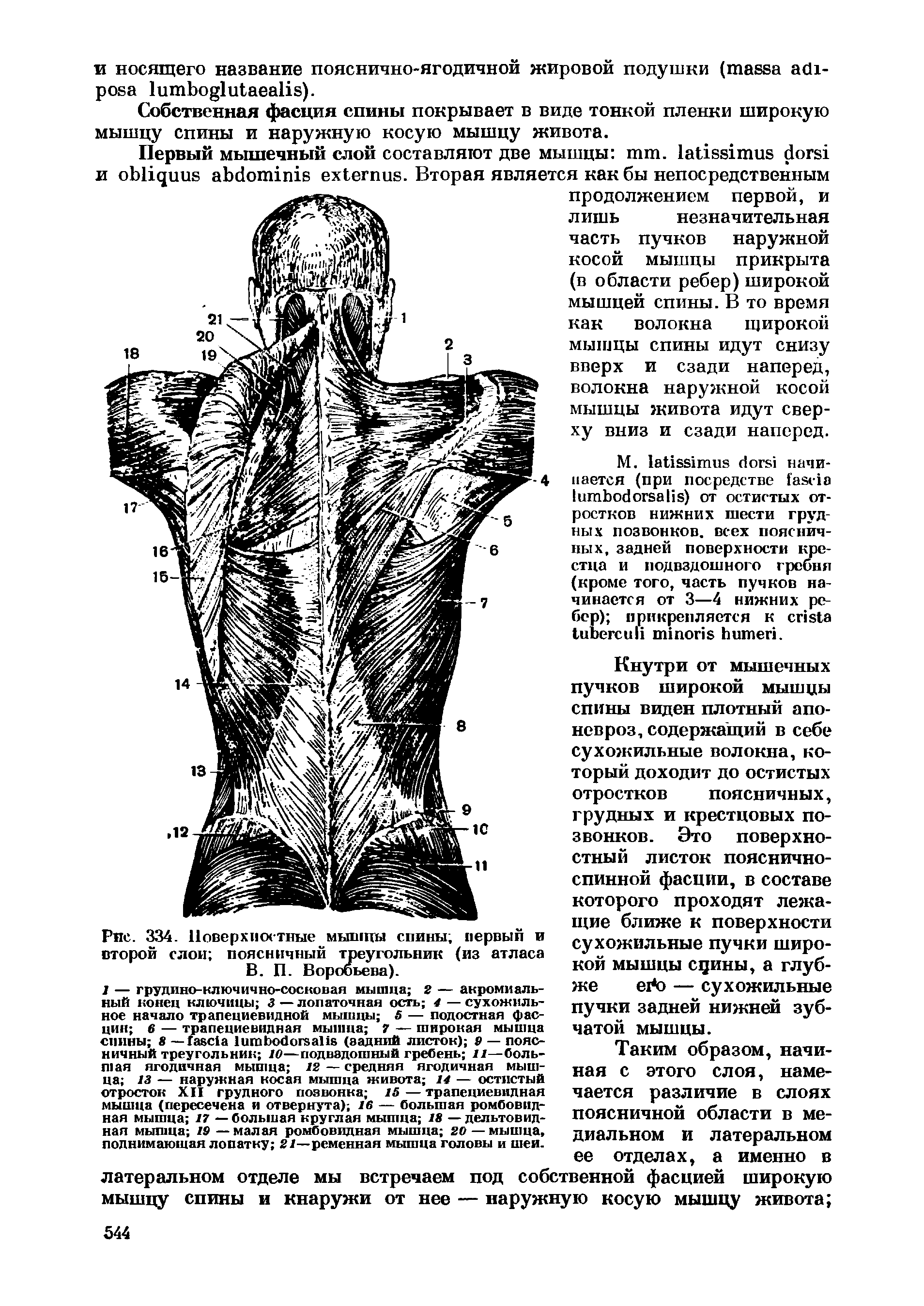 Рис. 334. Поверхностные мышцы спины, первый второй слои поясничный треугольник —...