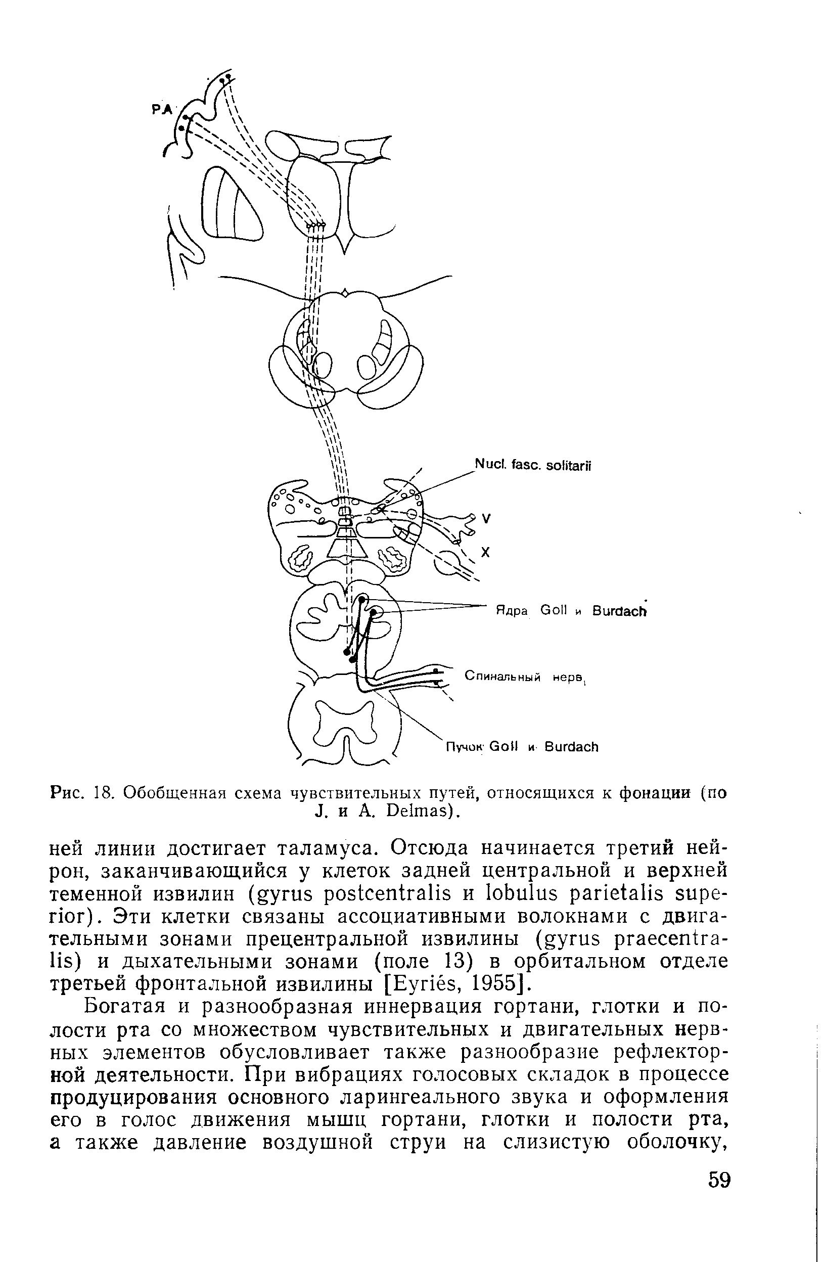 Рис. 18. Обобщенная схема чувствительных путей, относящихся к фонации (по J. и A. D ).