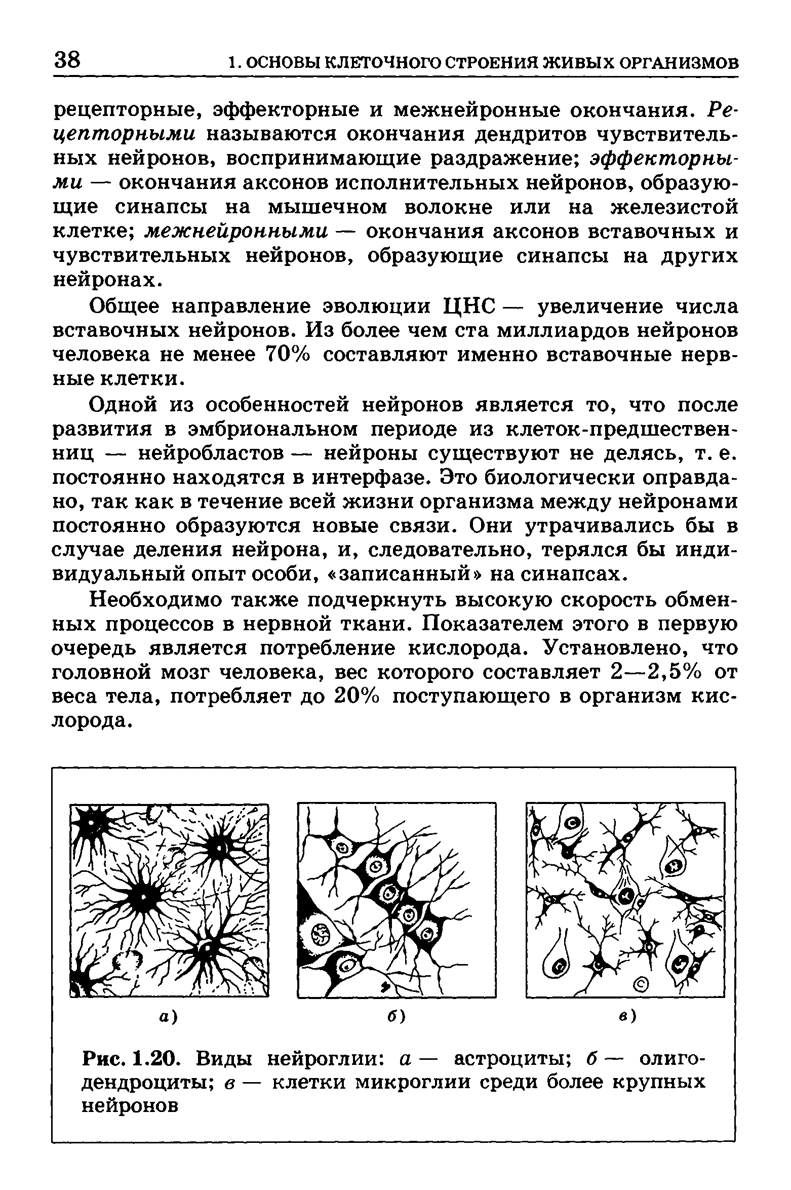 Рис. 1.20. Виды нейроглии а — астроциты б — олигодендроциты в — клетки микроглии среди более крупных нейронов...