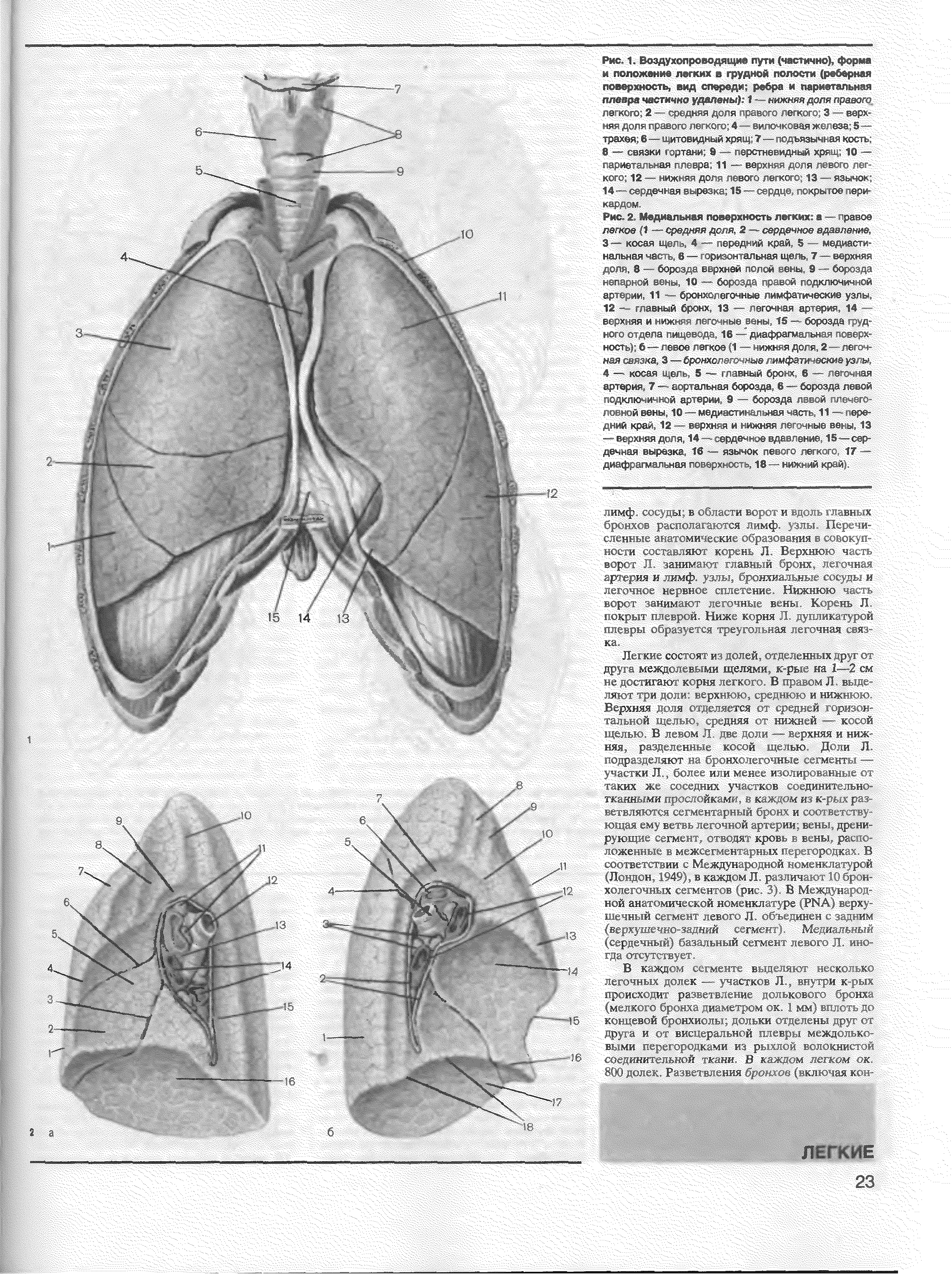 Рис. 2, Медиальная поверхность легких а - правое легкое 11 — редняя дспя, 2 - сердечное адявлвние, 3— косая ш ю. 4 - передний край 5 - медиастинальная чаг. А в — I > ри,чэм чальная щель. 1 — верхняя диля, 8 - боре зда верхней лап, и сены 9 - Сюрюю С Г, р (АЙ Инн 10 - (ЮМ " 1>рче й гчдключичжи...