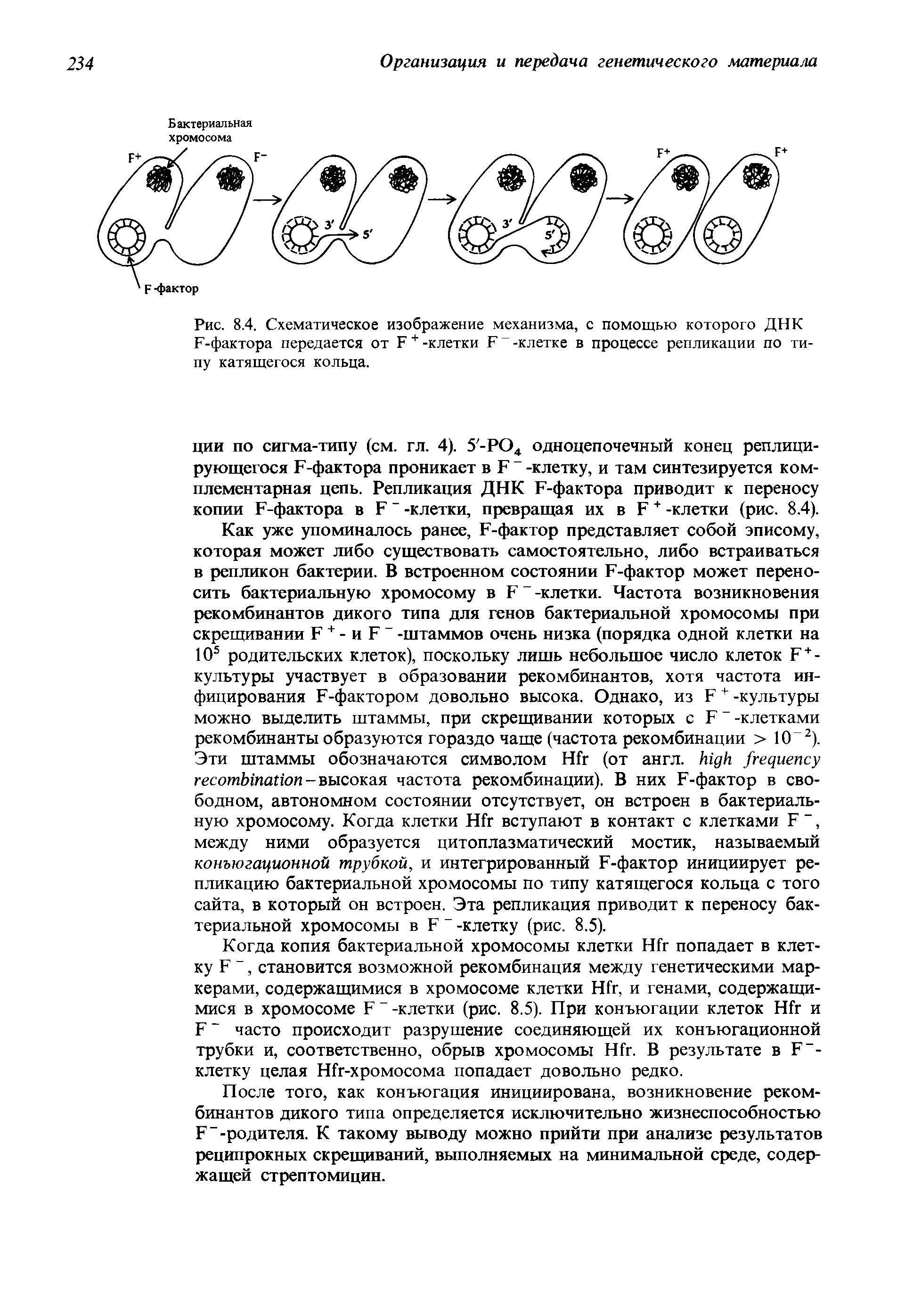 Рис. 8.4. Схематическое изображение механизма, с помощью которого ДНК Е-фактора передается от И +-клетки Е -клетке в процессе репликации по типу катящегося кольца.