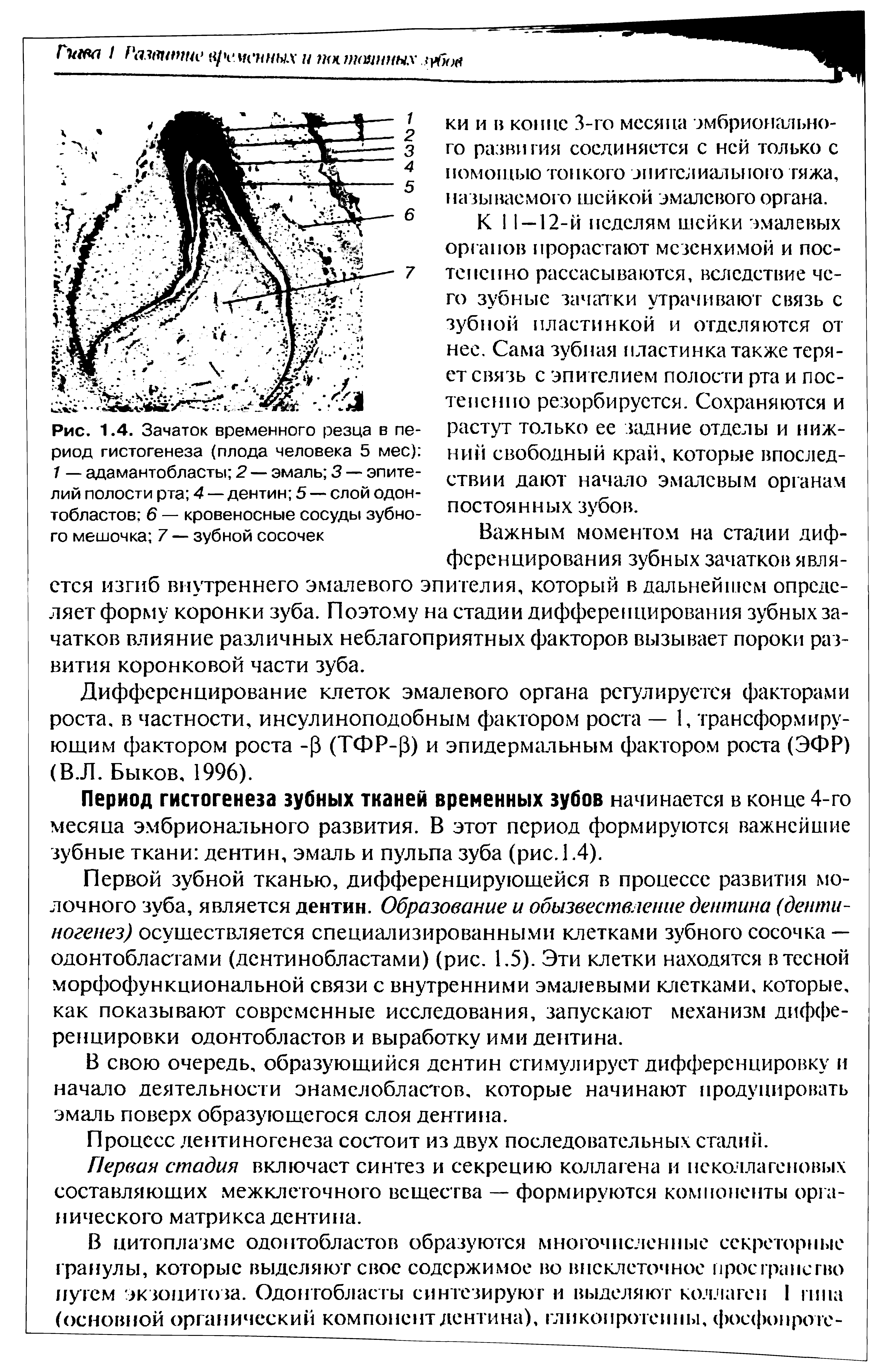 Рис. 1.4. Зачаток временного резца в период гистогенеза (плода человека 5 мес) 1 — адамантобласты 2 — эмаль 3 — эпителий полости рта 4—дентин 5 — слой одонтобластов 6 — кровеносные сосуды зубного мешочка 7 — зубной сосочек...