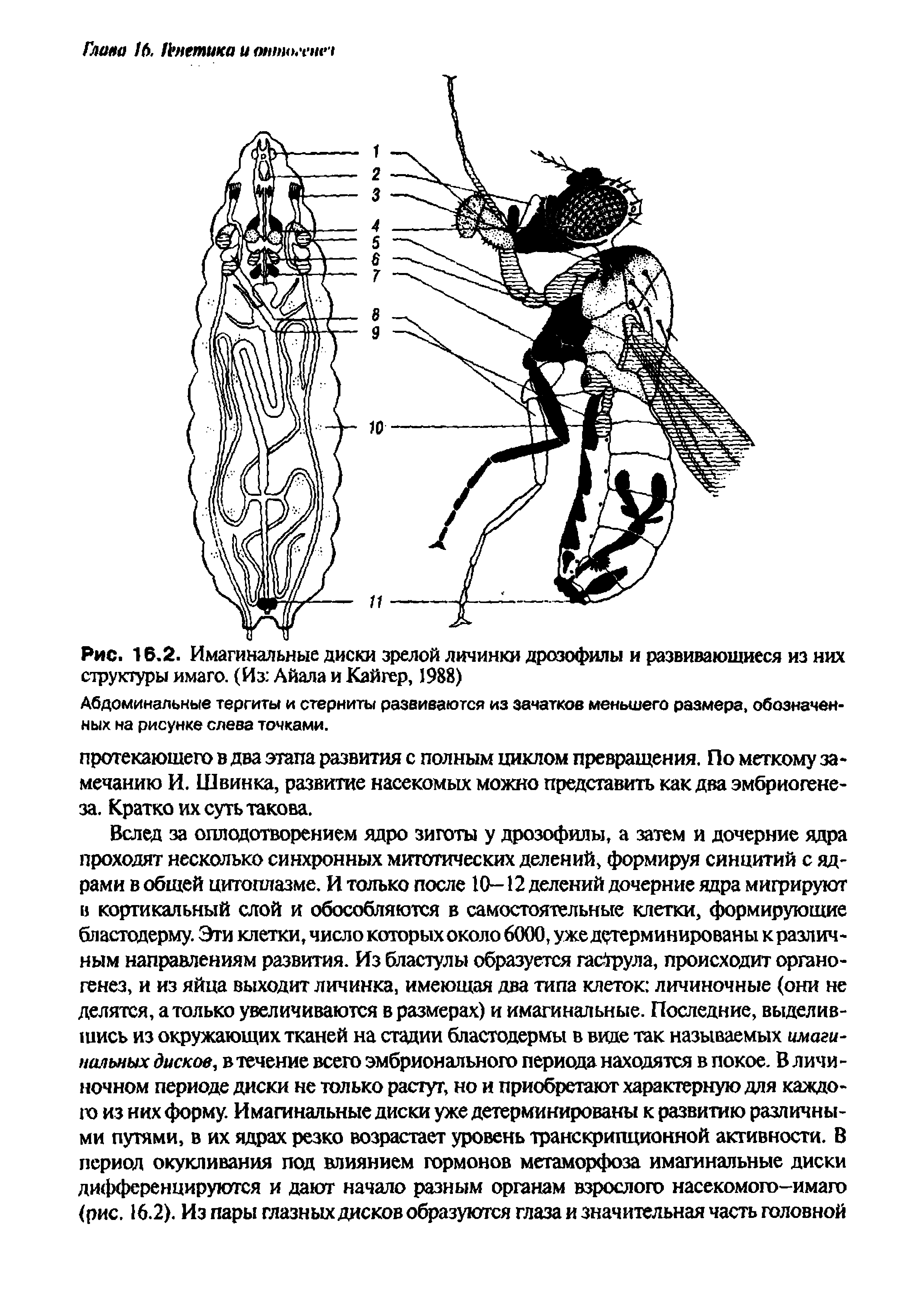 Рис. 16.2. Имагинальные диски зрелой личинки дрозофилы и развивающиеся из них структуры имаго. (Из Айала и Кайгер, 1988)...