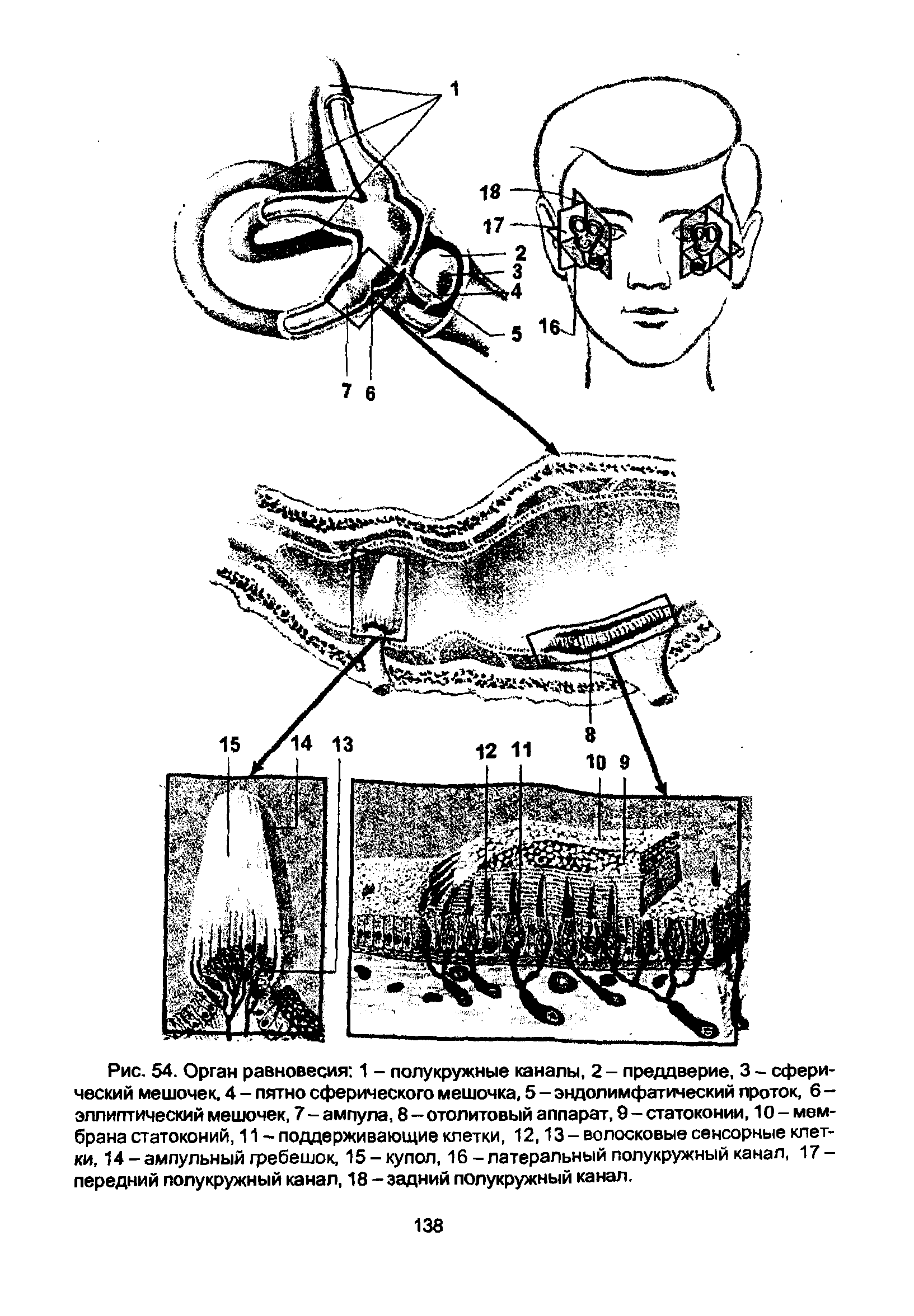 Рис. 54. Орган равновесия 1 - полукружные каналы, 2 - преддверие, 3 - сферический мешочек, 4 - пятно сферического мешочка, 5 - эндолимфатический проток, 6 -эллиптический мешочек, 7 - ампула, 8 - отолитовый аппарат, 9 - статоконии, 10 - мембрана статоконий, 11 - поддерживающие клетки, 12,13 - волосковые сенсорные клетки, 14-ампульный гребешок, 15-купол, 16-латеральный полукружный канал, 17-передний полукружный канал, 18 - задний полукружный канал.