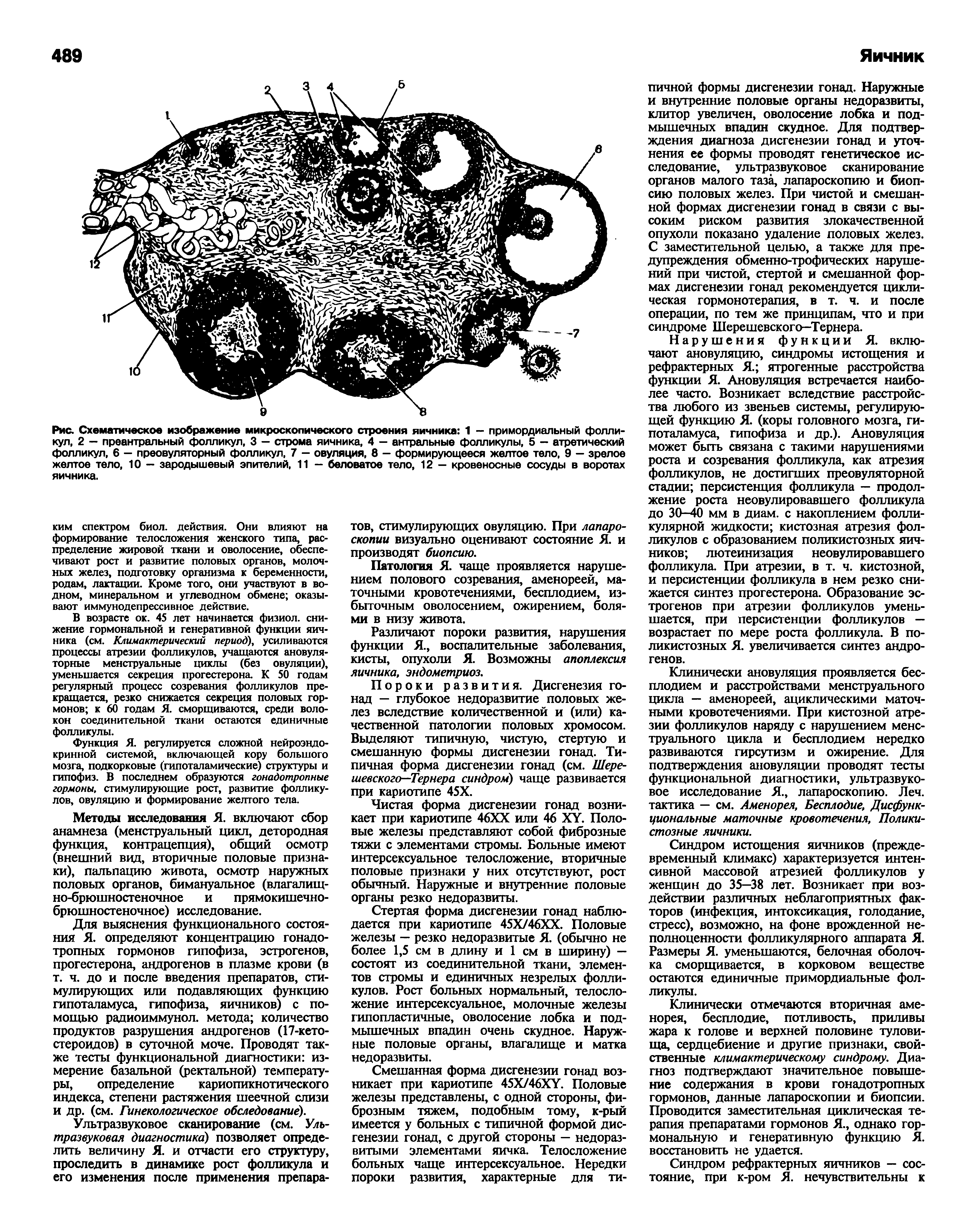 Рис. Схематическое изображение микроскопического строения яичника 1 — примордиальный фолликул, 2 — преантральный фолликул, 3 — строма яичника, 4 — антральные фолликулы, 5 — атретический фолликул, 6 - преовуляторный фолликул, 7 - овуляция, 8 - формирующееся желтое тело, 9 - зрелое желтое тело, 10 — зародышевый эпителий, 11 — беловатое тело, 12 — кровеносные сосуды в воротах яичника.