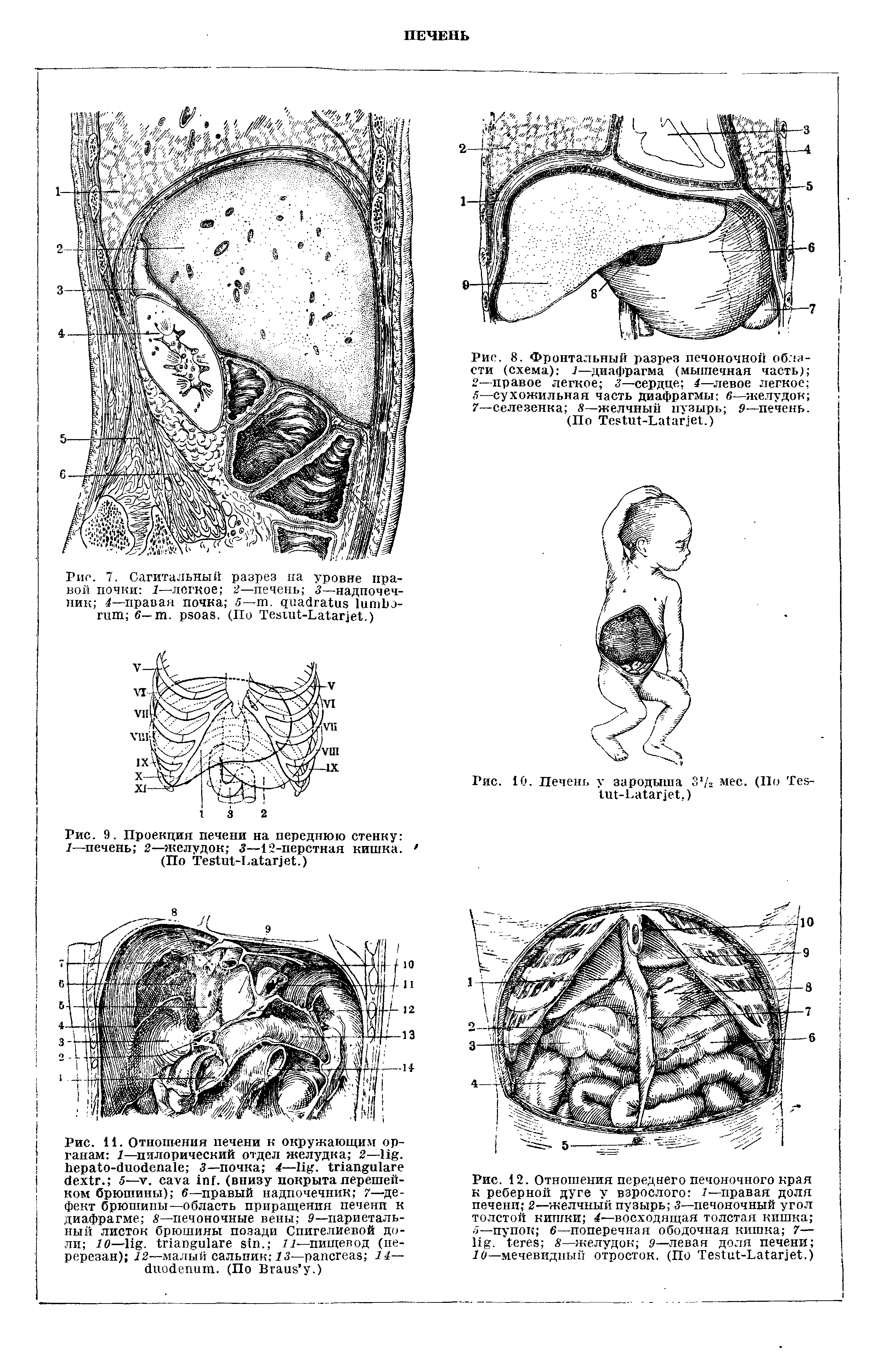 Рис. 8. Фронтальный разрез печоночноп области (схема) 1—диафрагма (мышечная часть) 2—правое легкое 3—сердце 4—левое легкое 5—сухожильная часть диафрагмы 6—желудок 7—селезенка 8—желчный пузырь 9—печень. (По Те81и1-Ьа1аг]е1.)...