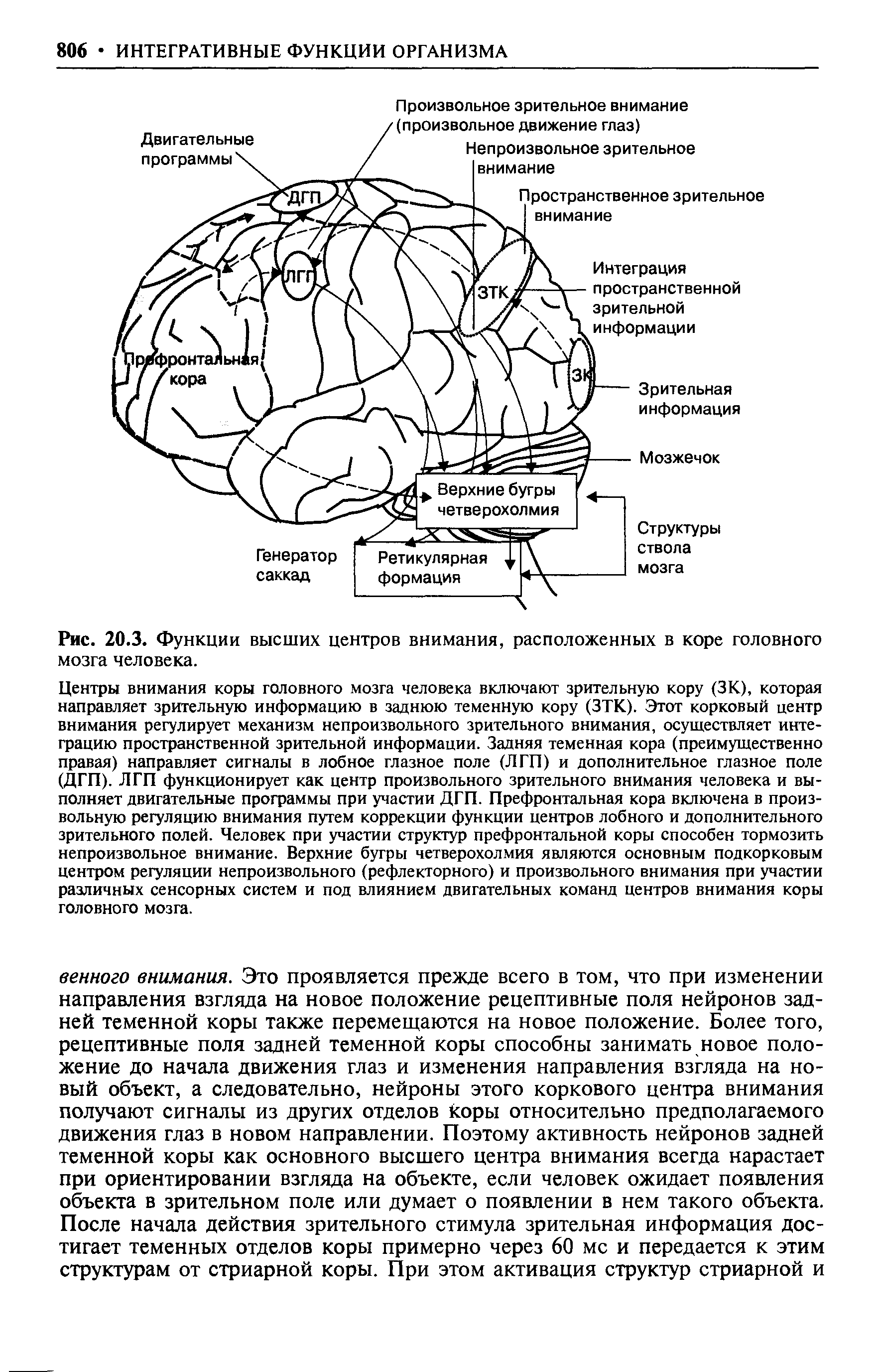 Рис. 20.3. Функции высших центров внимания, расположенных в коре головного мозга человека.