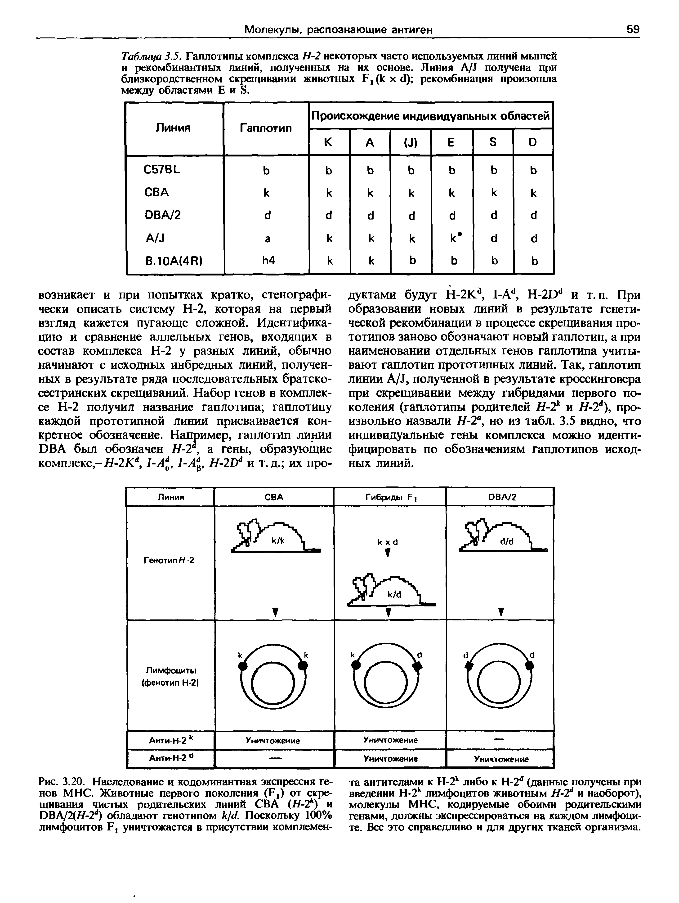 Рис. 3.20. Наследование и кодоминантная экспрессия генов МНС. Животные первого поколения (ЕД от скрещивания чистых родительских линий СВА (Н-2 ) и ОВА/ЦН-Т1) обладают генотипом к/с1. Поскольку 100% лимфоцитов Б, уничтожается в присутствии комплемен-...