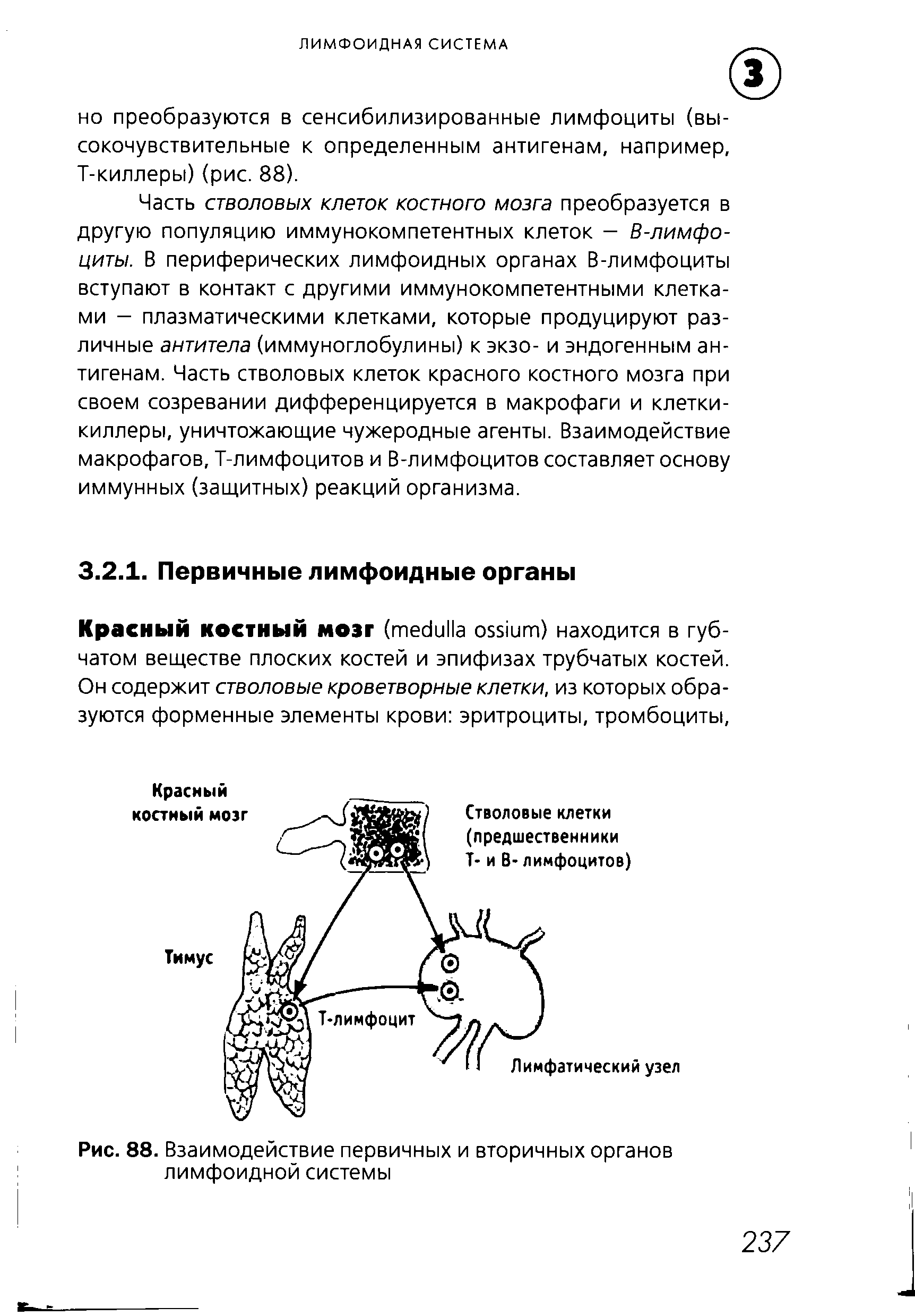 Рис. 88. Взаимодействие первичных и вторичных органов лимфоидной системы...