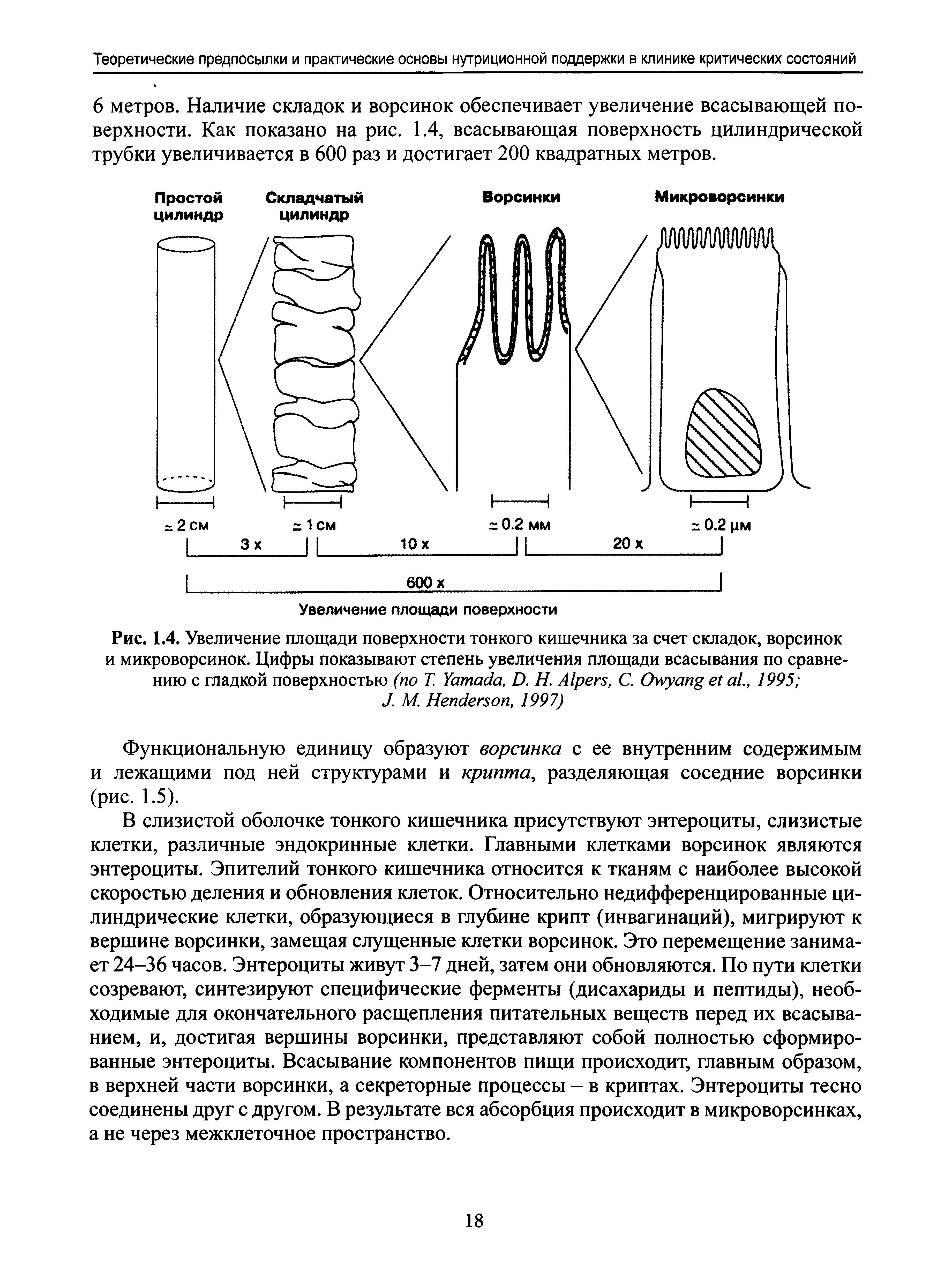 Рис. 1.4. Увеличение площади поверхности тонкого кишечника за счет складок, ворсинок и микроворсинок. Цифры показывают степень увеличения площади всасывания по сравнению с гладкой поверхностью (по Т. Y , D. Н. A , С. O ., 1995 ...