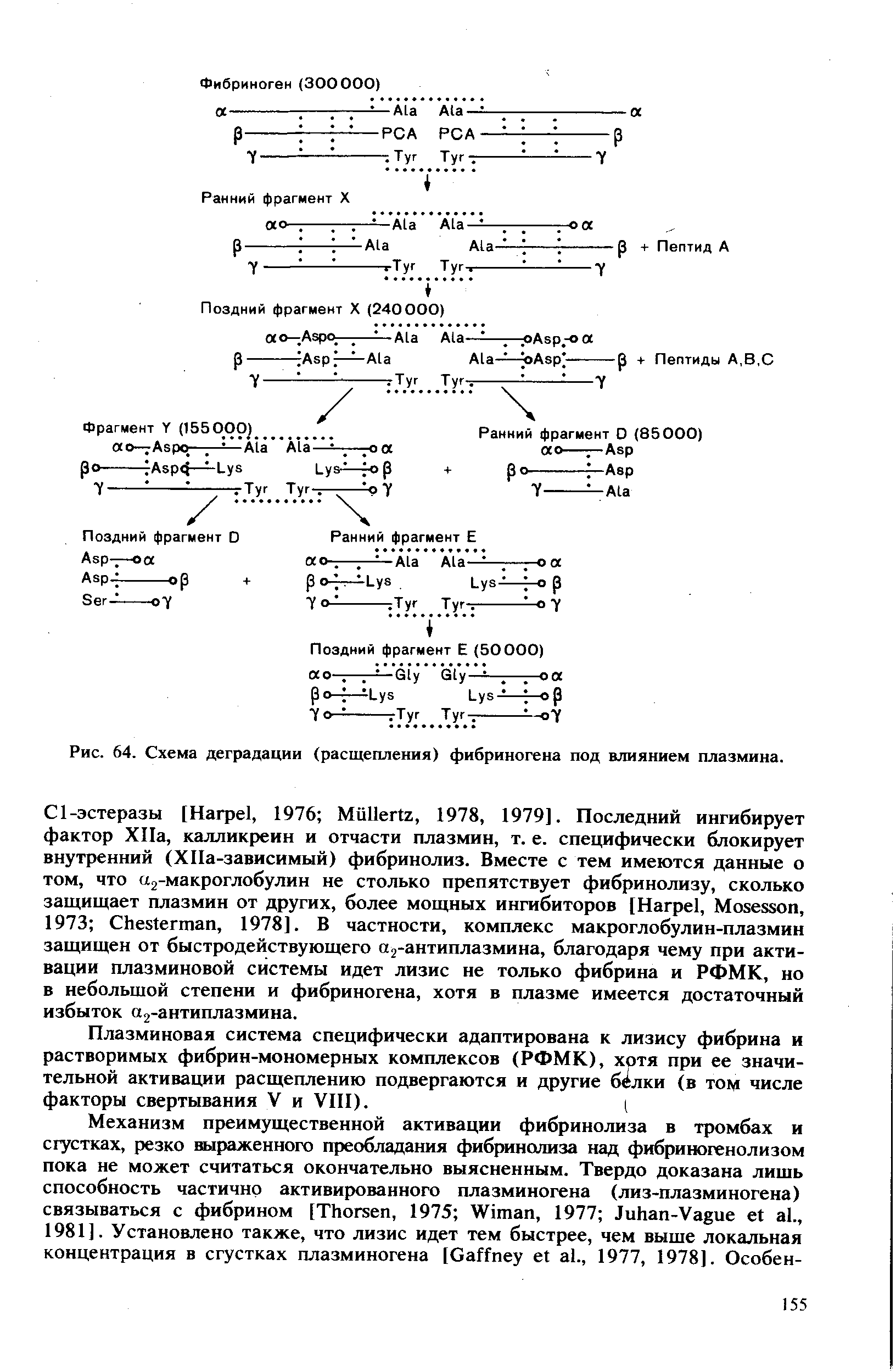 Рис. 64. Схема деградации (расщепления) фибриногена под влиянием плазмина.