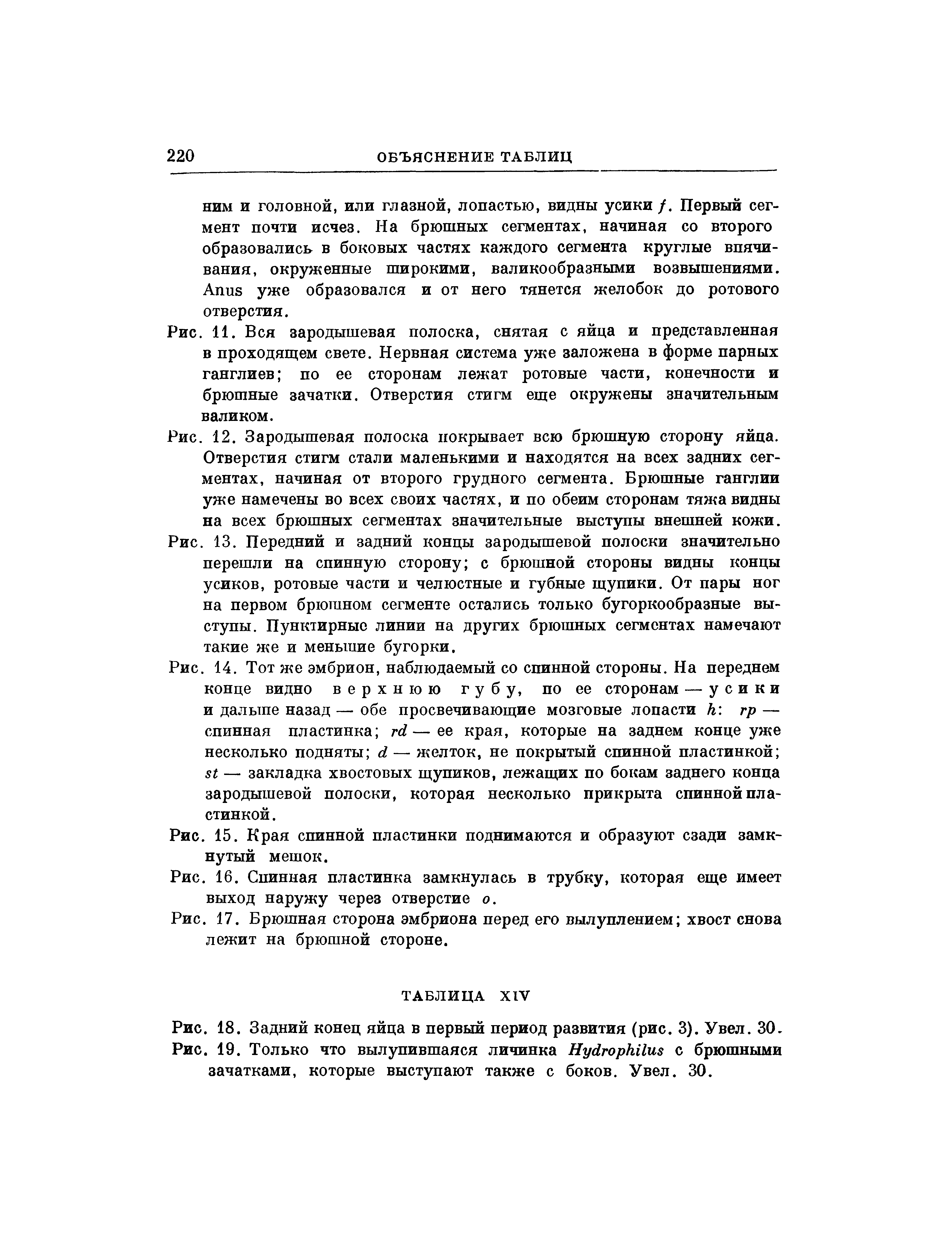 Рис. 16. Спинная пластинка замкнулась в трубку, которая еще имеет выход наружу через отверстие о.