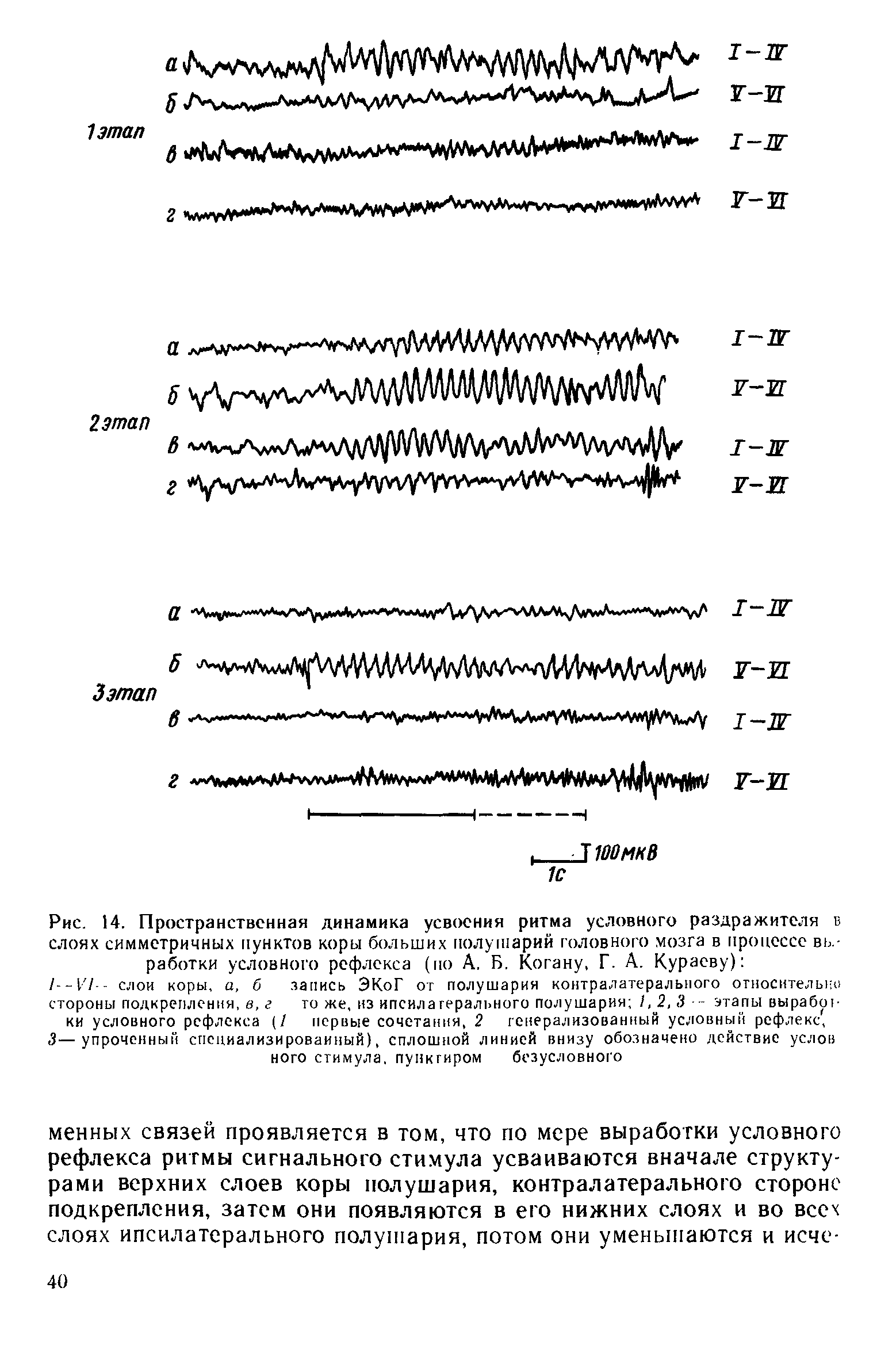 Рис. 14. Пространственная динамика усвоения ритма условного раздражителя в слоях симметричных пунктов коры больших полушарий головного мозга в процессе выработки условного рефлекса (по А. Б. Когану, Г. А. Кураеву) ...
