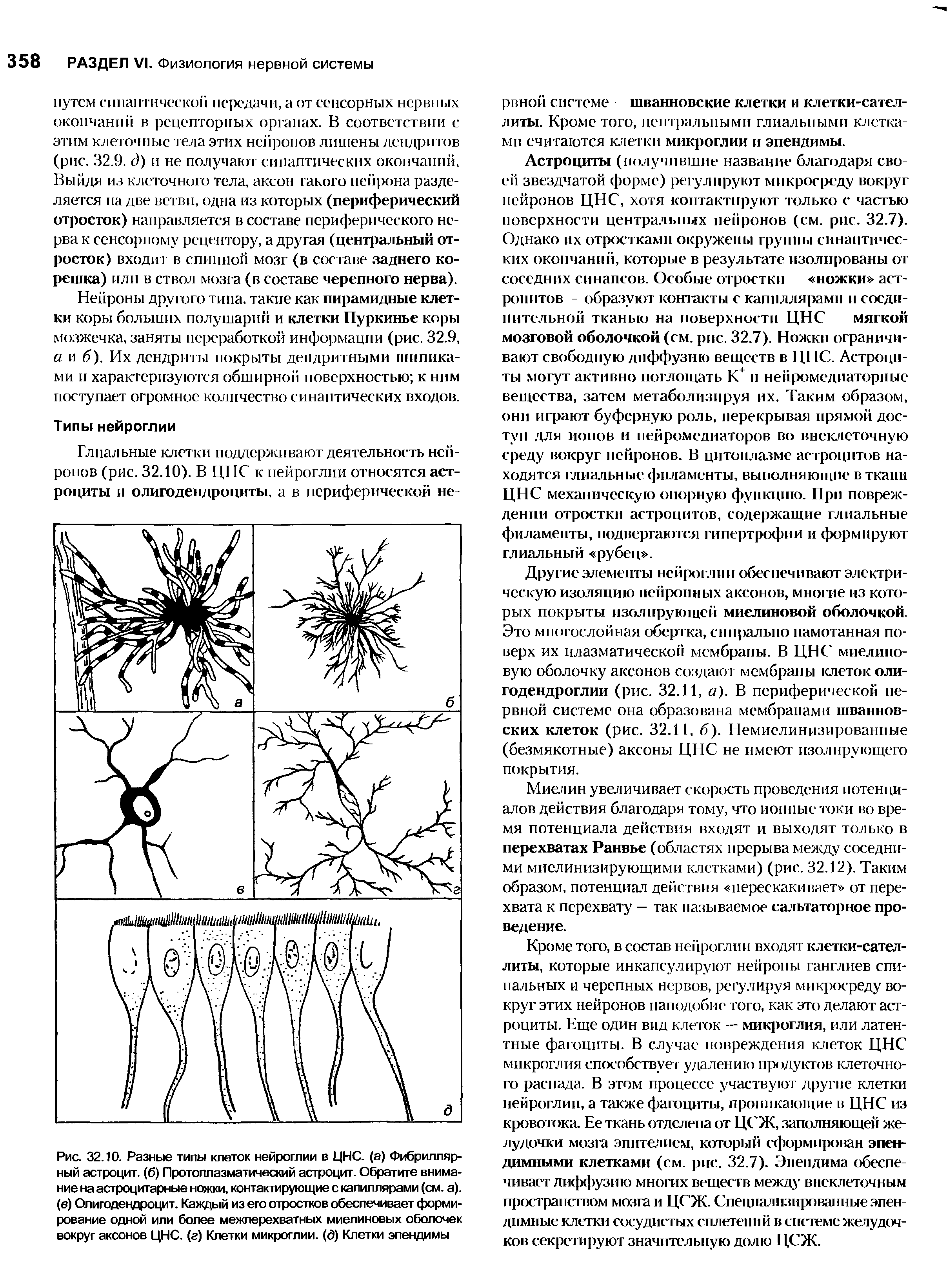 Рис. 32.10. Разные типы клеток нейроглии в ЦНС. (а) Фибриллярный астроцит, (б) Протоплазматический астроцит. Обратите внимание на астроцитарные ножки, контактирующие с капиллярами (см. а), (в) Олигодендроцит. Каждый из его отростков обеспечивает формирование одной или более межперехватных миелиновых оболочек вокруг аксонов ЦНС. (г) Клетки микроглии. (<Э) Клетки эпендимы...