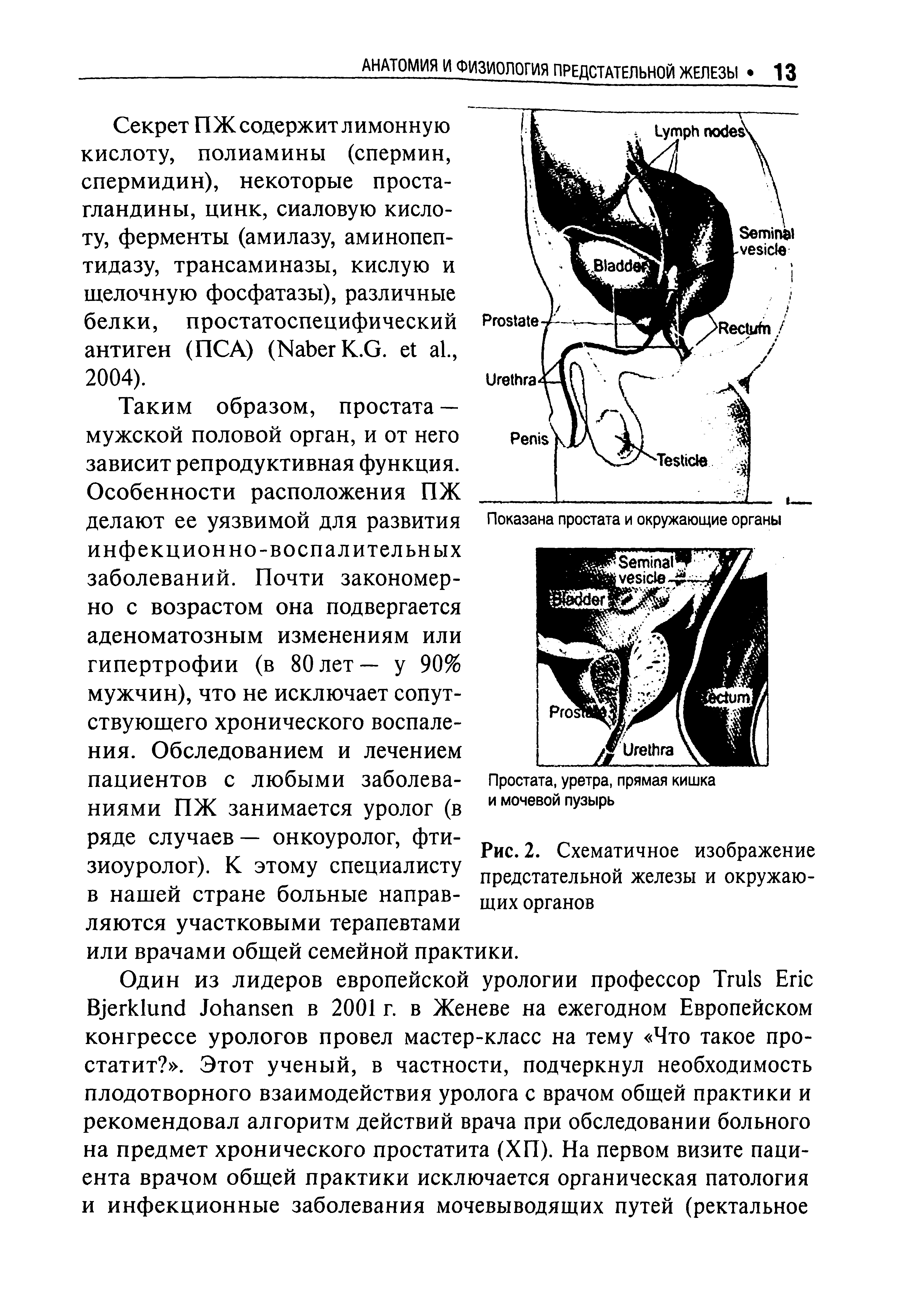 Рис. 2. Схематичное изображение предстательной железы и окружающих органов...