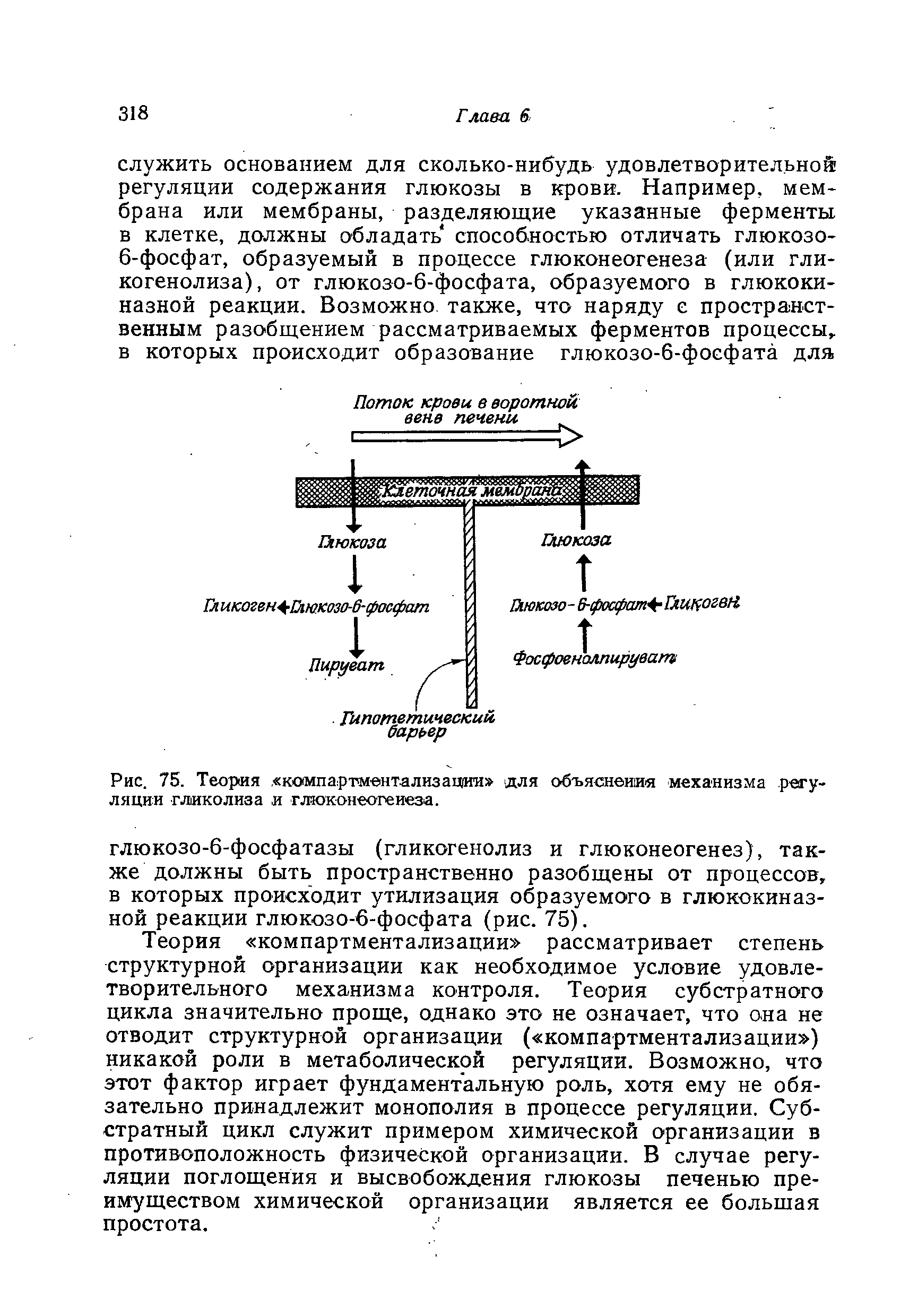 Рис. 75. Теория компартм-ентализации для объяснения механизма регуляции гликолиза и глюконеогенеза.