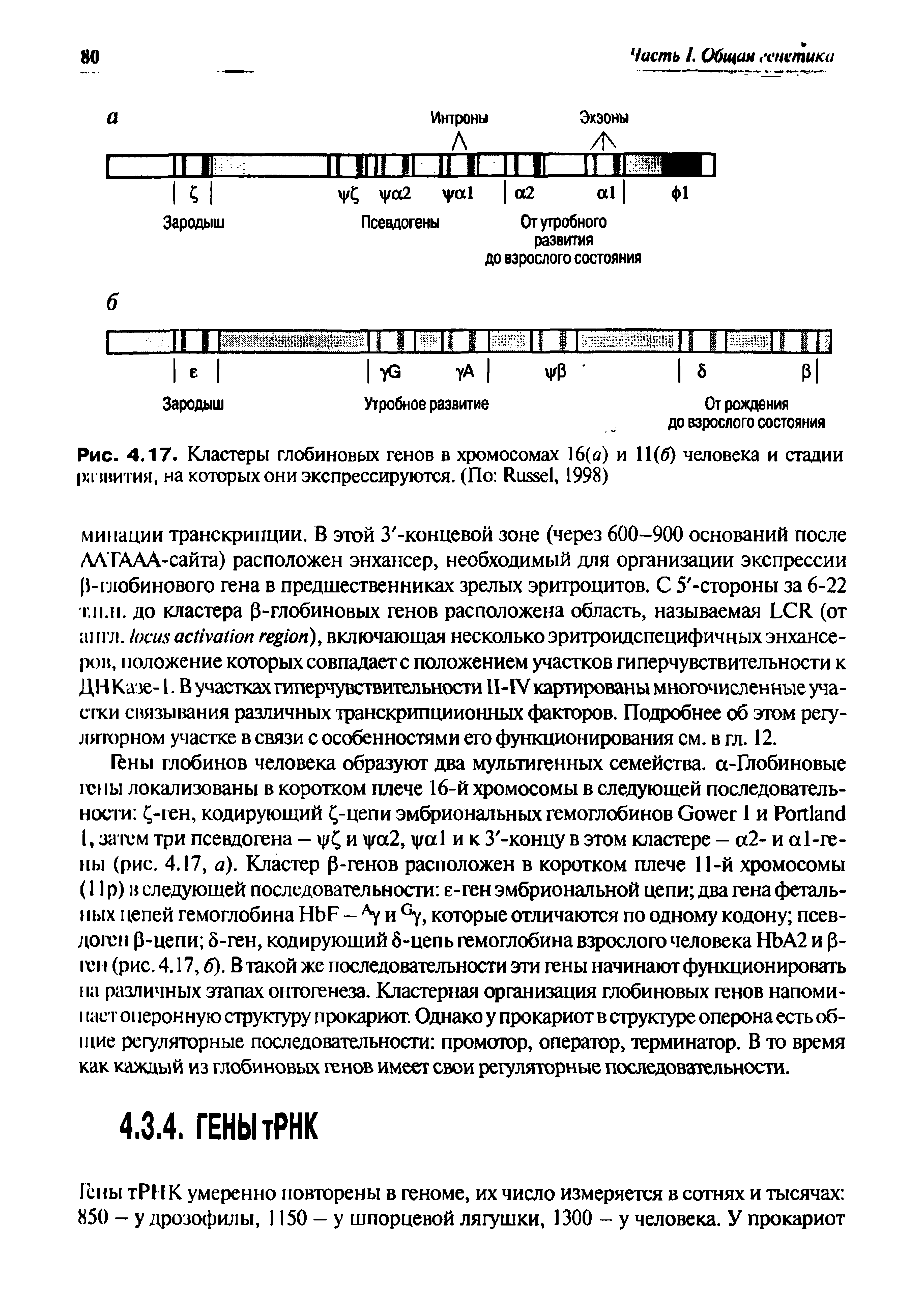 Рис. 4.17. Кластеры глобиновых генов в хромосомах 16( ) и 11(6) человека и стадии рати гия, на которых они экспрессируются. (По R , 1998)...