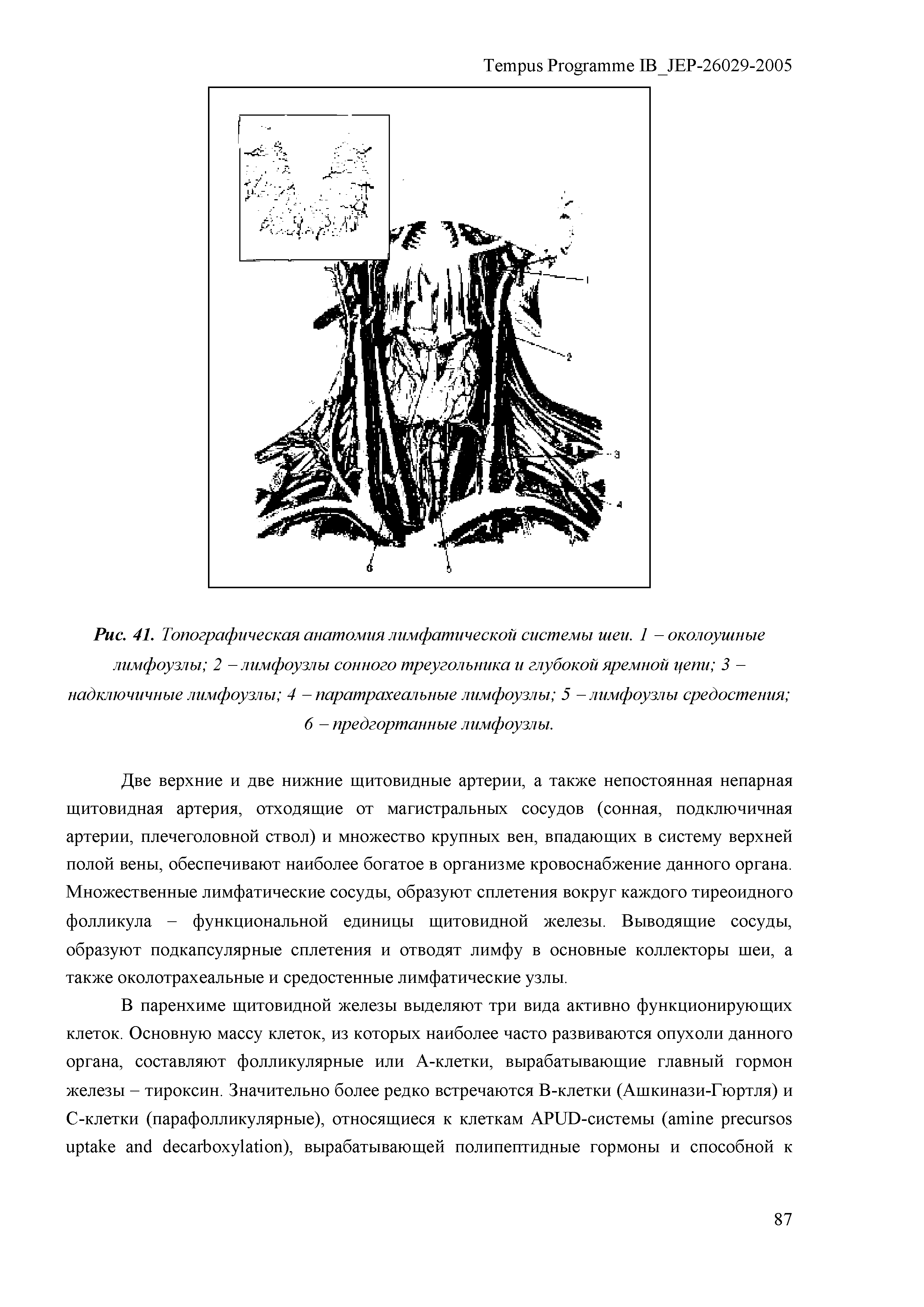 Рис. 41. Топографическая анатомия лимфатической системы шеи. 1 - околоушные лимфоузлы 2 - лимфоузлы сонного треугольника и глубокой яремной цепи 3 -надключичные лимфоузлы 4 - паратрахеалъные лимфоузлы 5 - лимфоузлы средостения ...