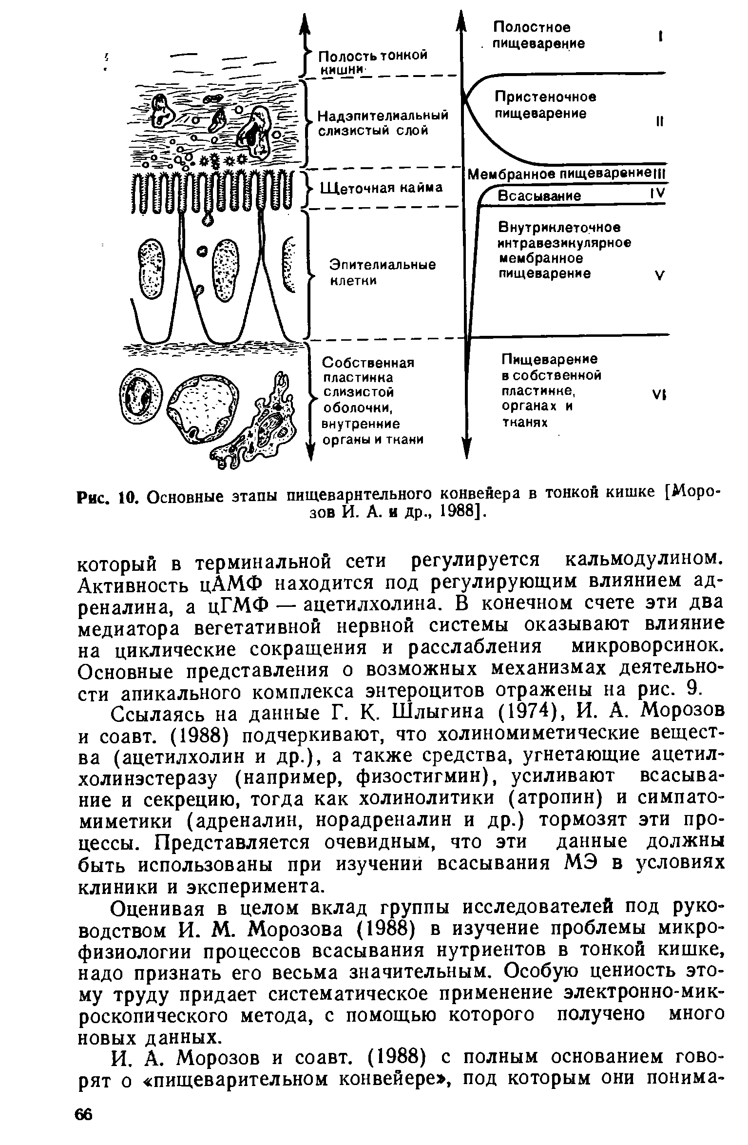 Рис. 10. Основные этапы пищеварительного конвейера в тонкой кишке [Морозов И. А. и др., 1988].