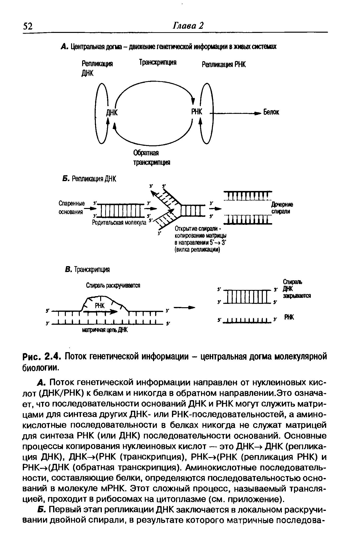 Рис. 2.4. Поток генетической информации - центральная догма молекулярной биологии.