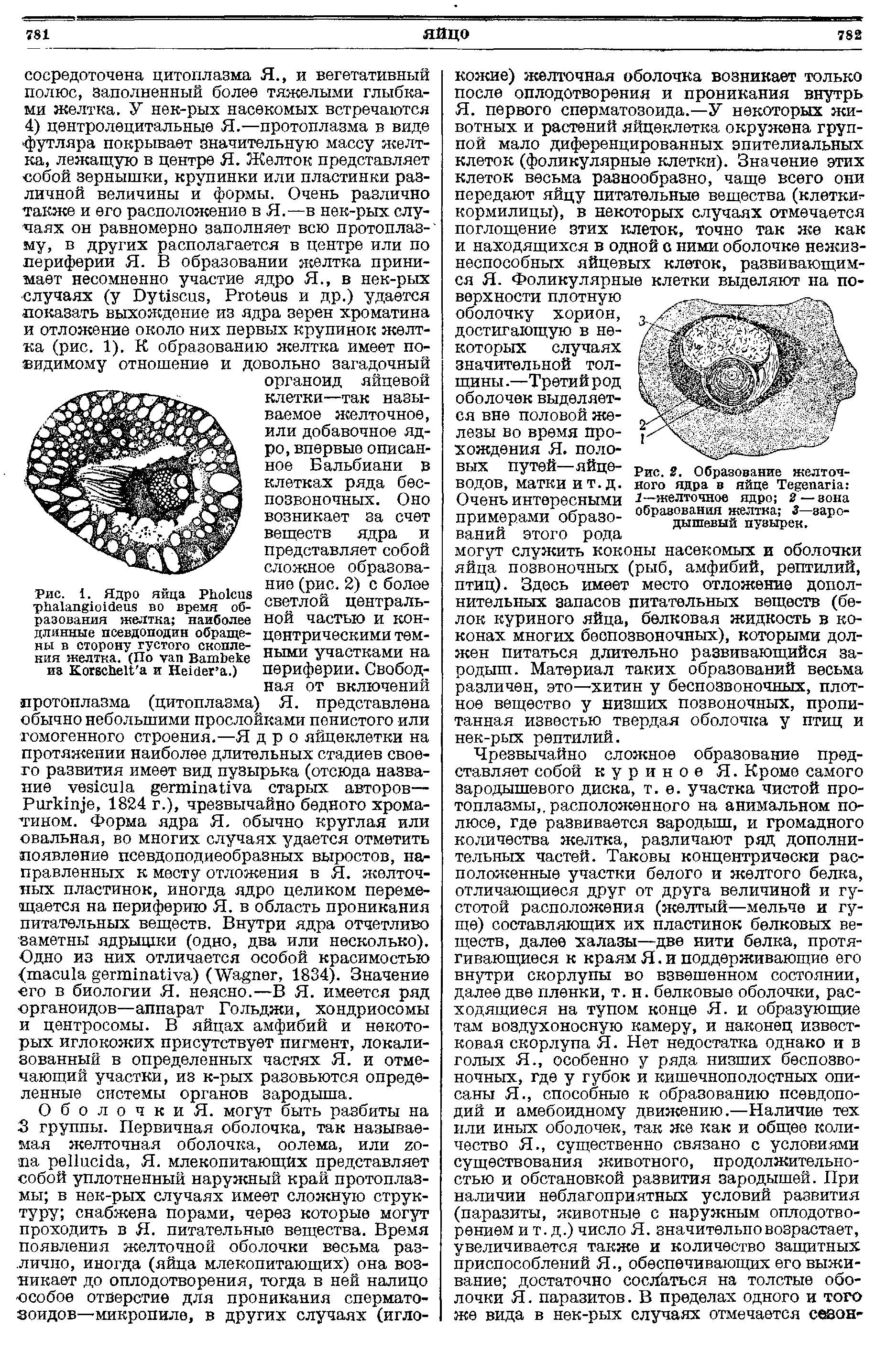 Рис. 2. Образование желточного ядра в яйце T г 1—желточное ядро 2—вона образования желтка 3—зародышевый пузырек.