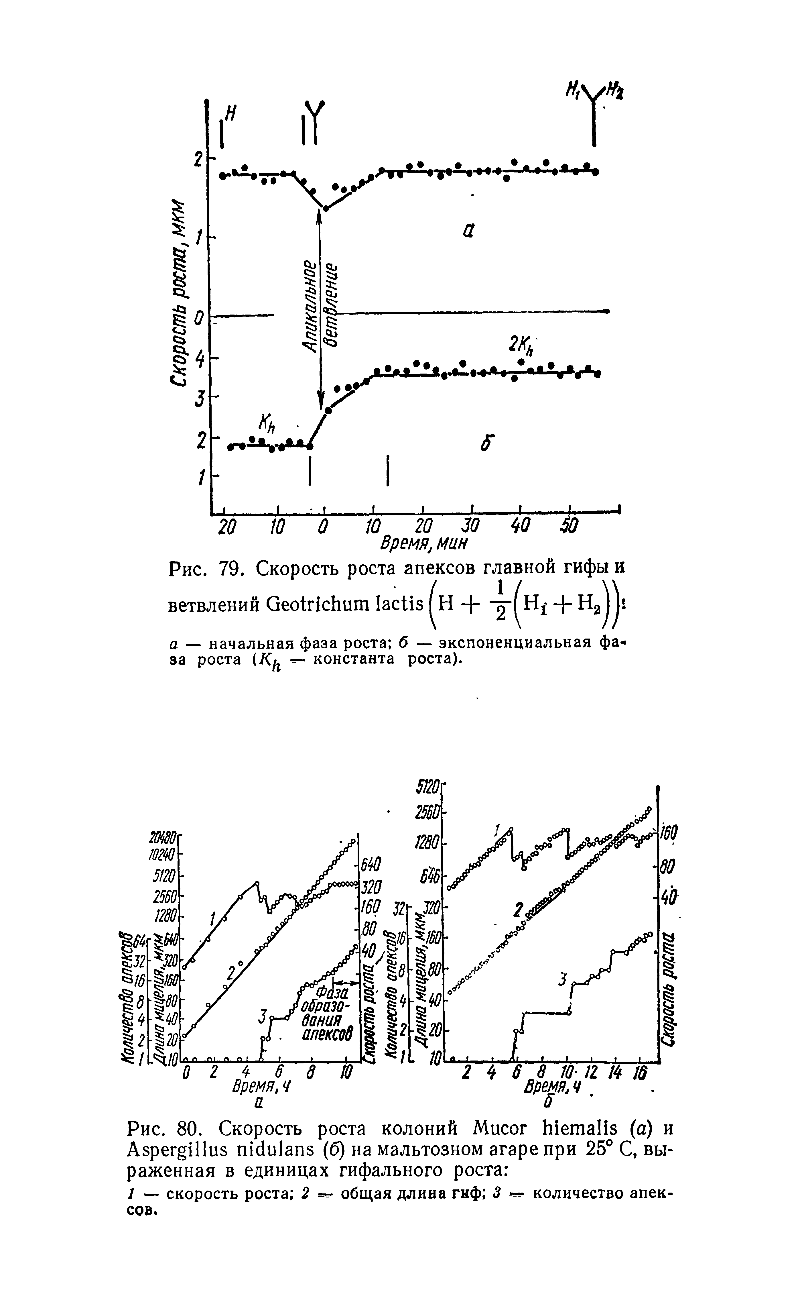 Рис. 80. Скорость роста колоний M (а) и A (б) на мальтозном агаре при 25° С, выраженная в единицах гифального роста ...