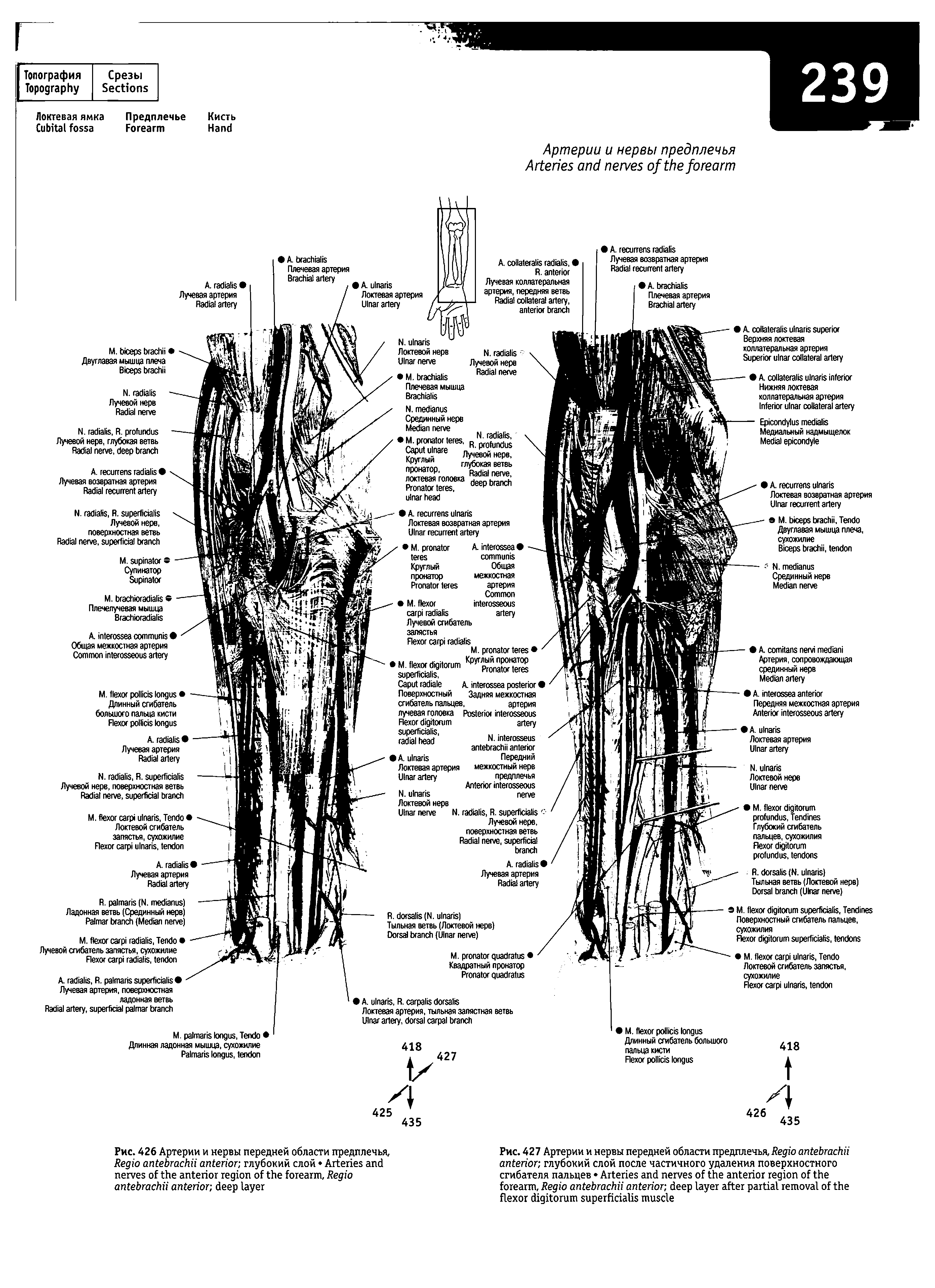 Рис. 426 Артерии и нервы передней области предплечья, R , глубокий слой A , R ...